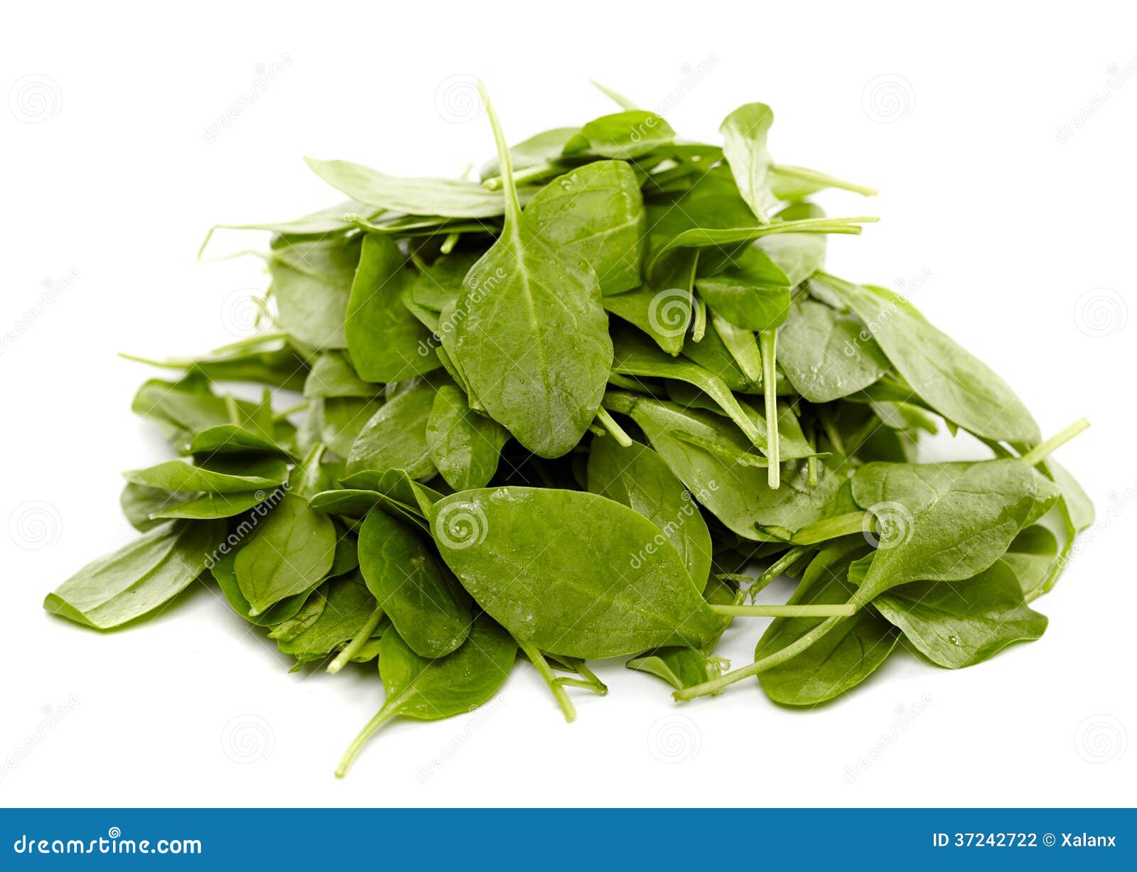 Baby spinach stock photo. Image of food, plant, leaves 37242722