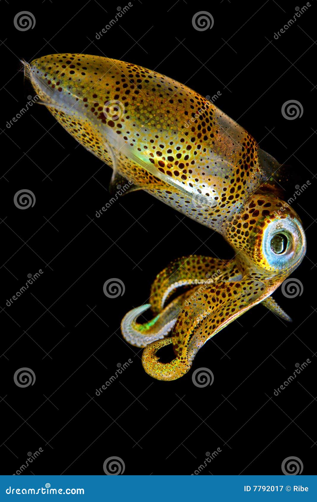 baby squid iii