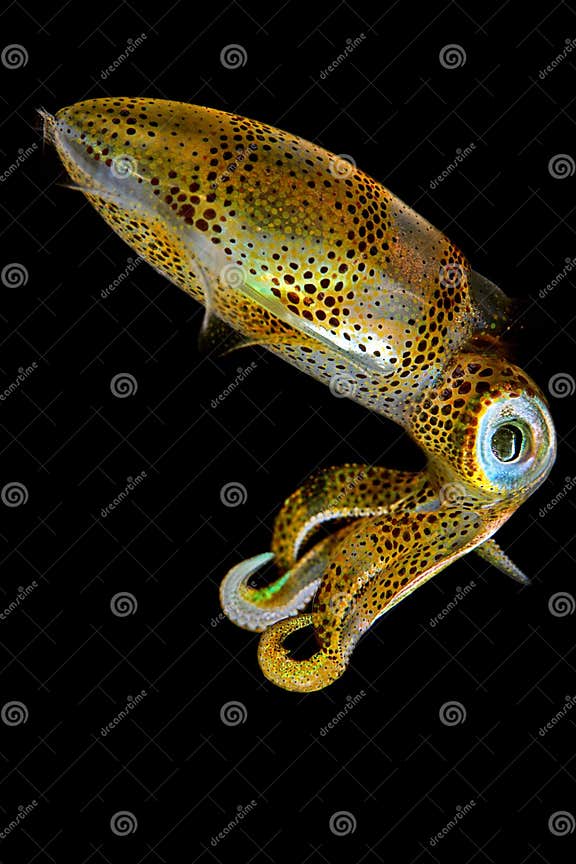 Baby Squid III stock image. Image of macro, squid, animals - 7792017