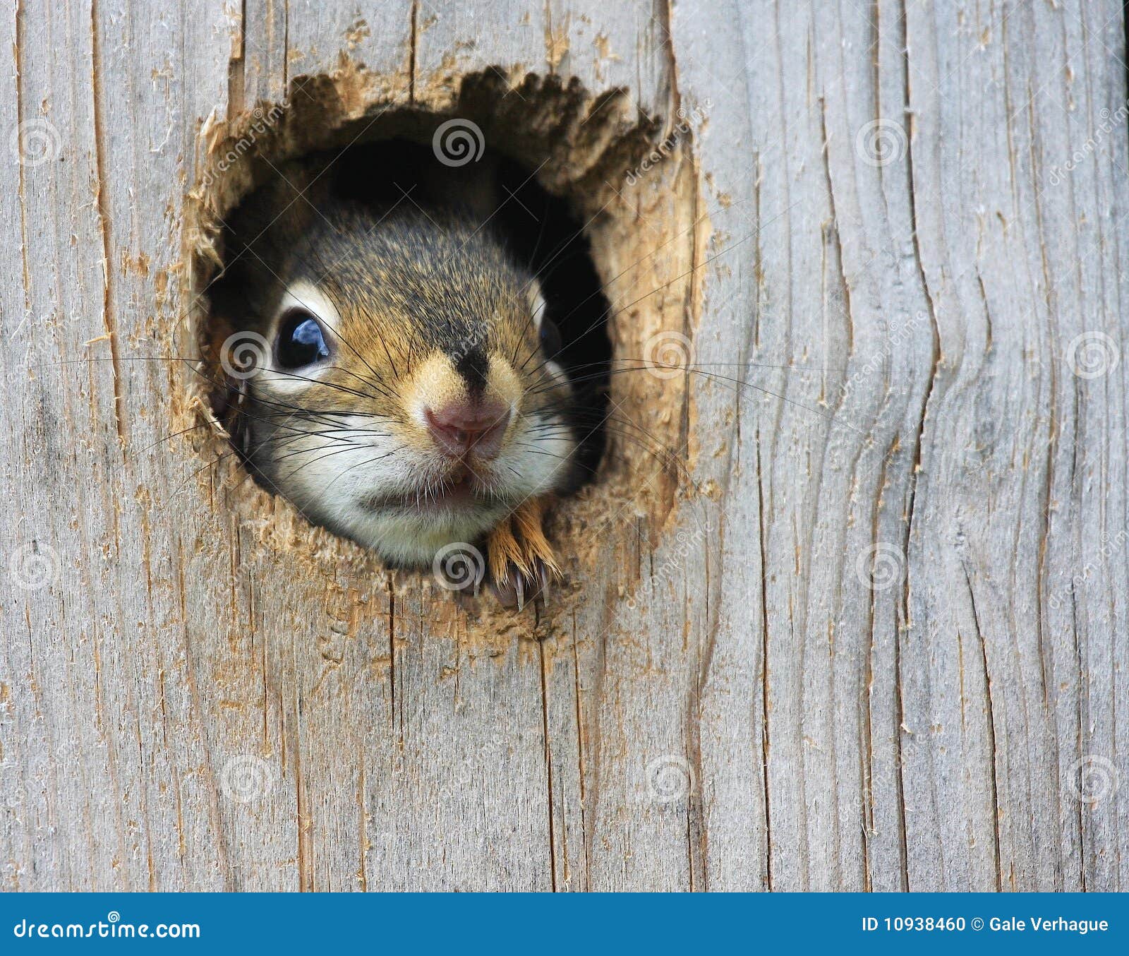 baby squirrel