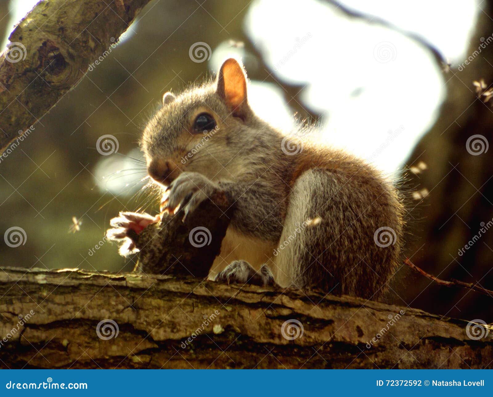 Baby squirrel stock photo. Image of bark, squirrel, chewing 72372592