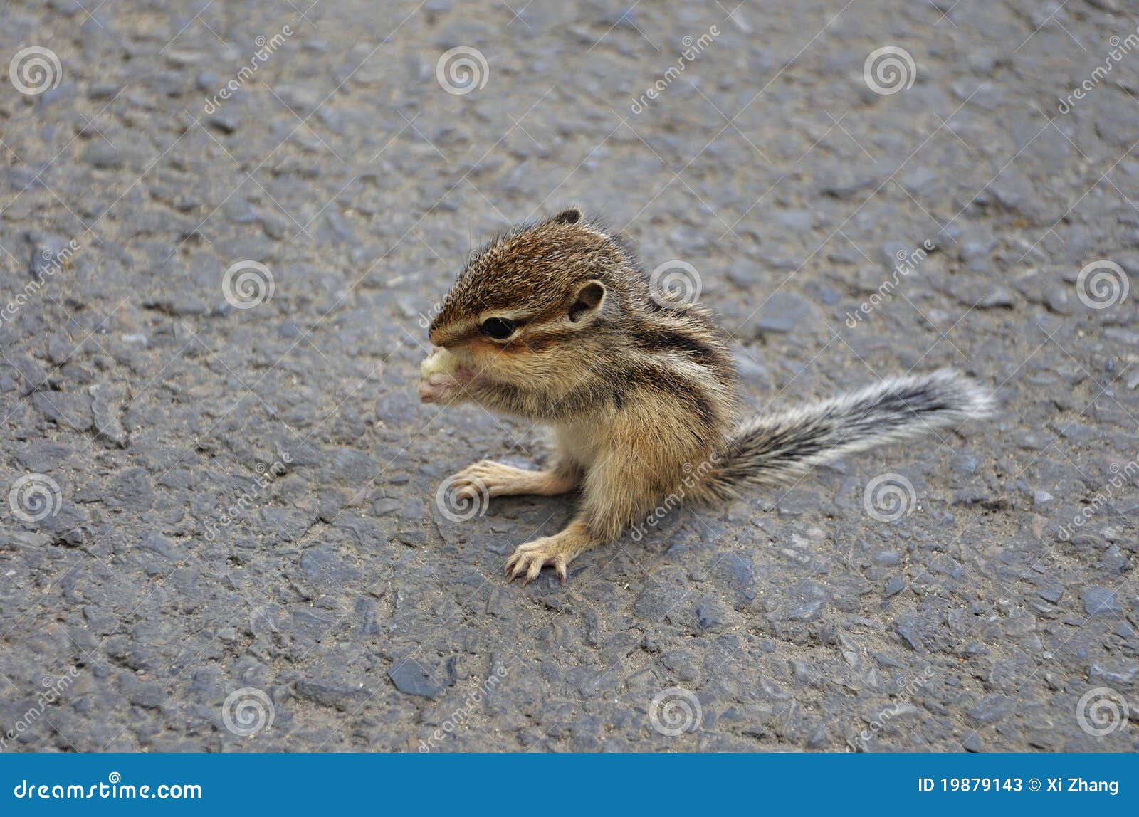 Baby Squirrel Eating stock image. Image of animals, little 19879143