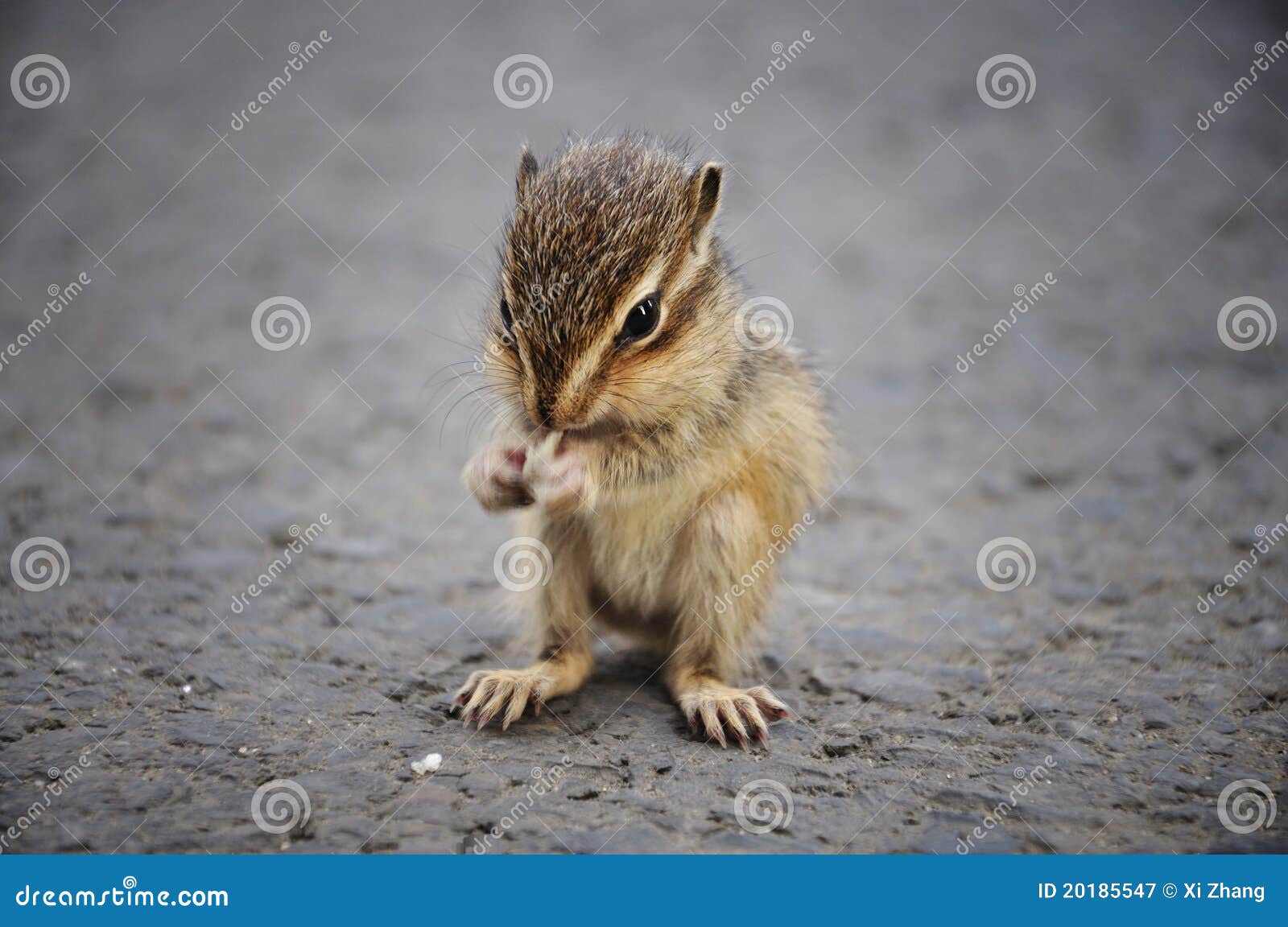 Baby Squirrel Sleeping On Human Hand, Common Indian Baby Squirrel