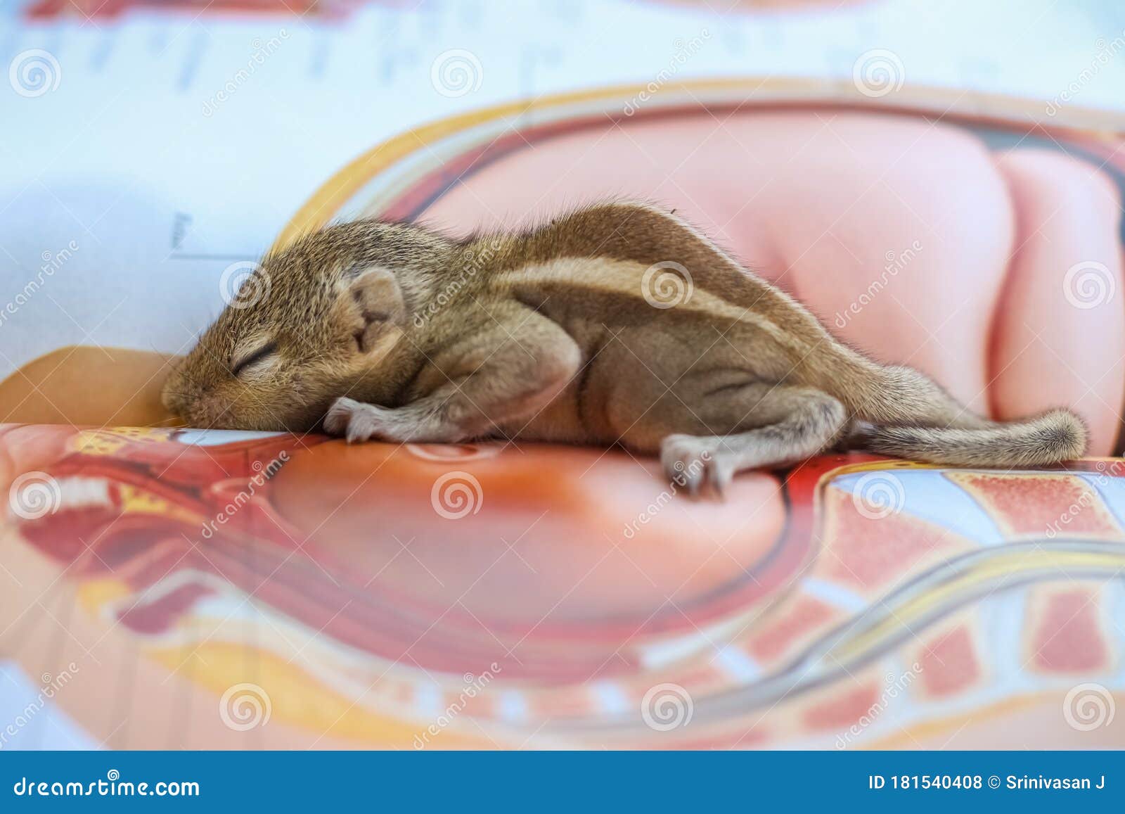 Baby Squirrel Sleeping on Book of Zoology, Common Indian Baby Squirrel Sleeping on the Book.Baby