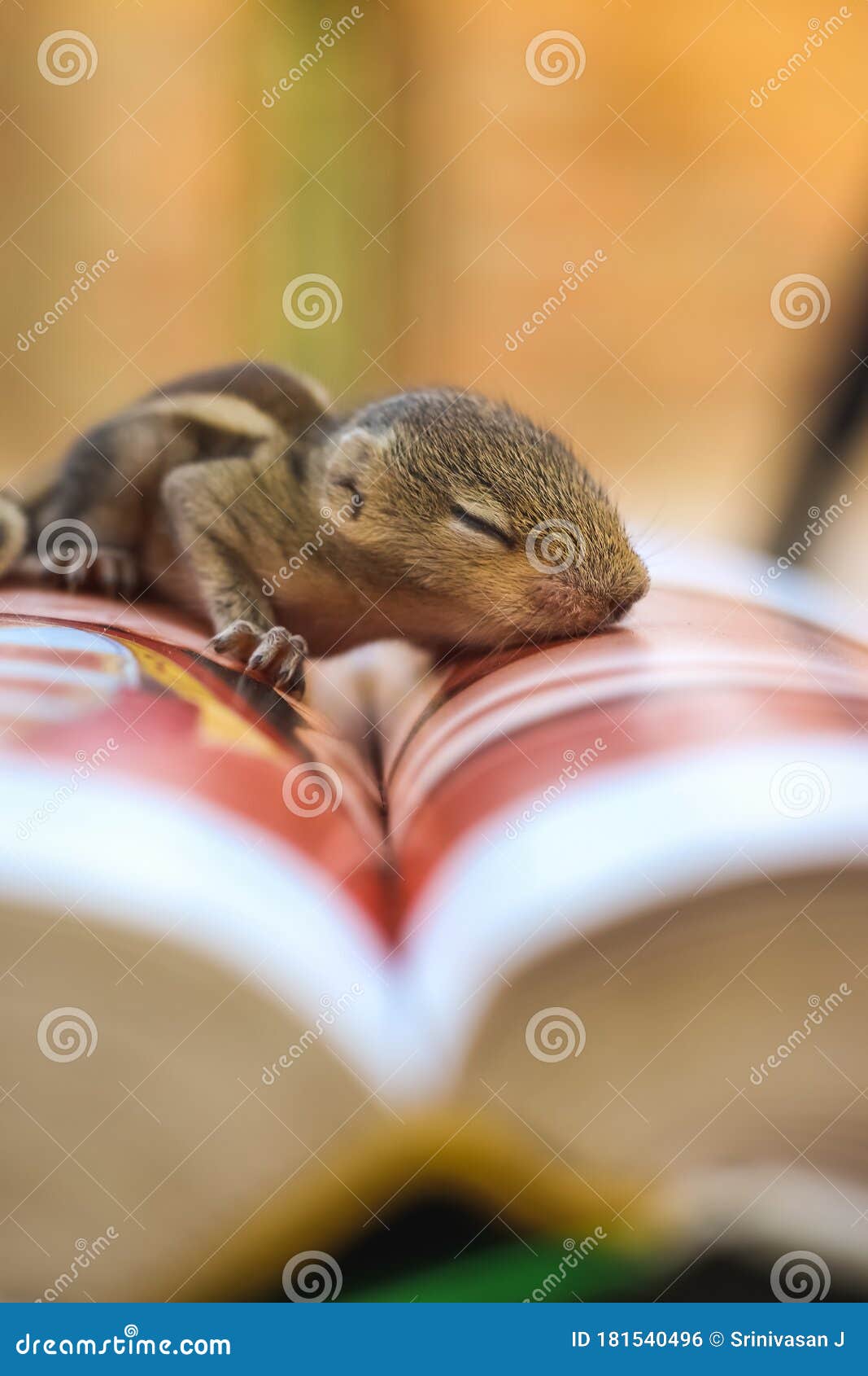 Baby Squirrel Sleeping on Book of Zoology, Common Indian Baby Squirrel