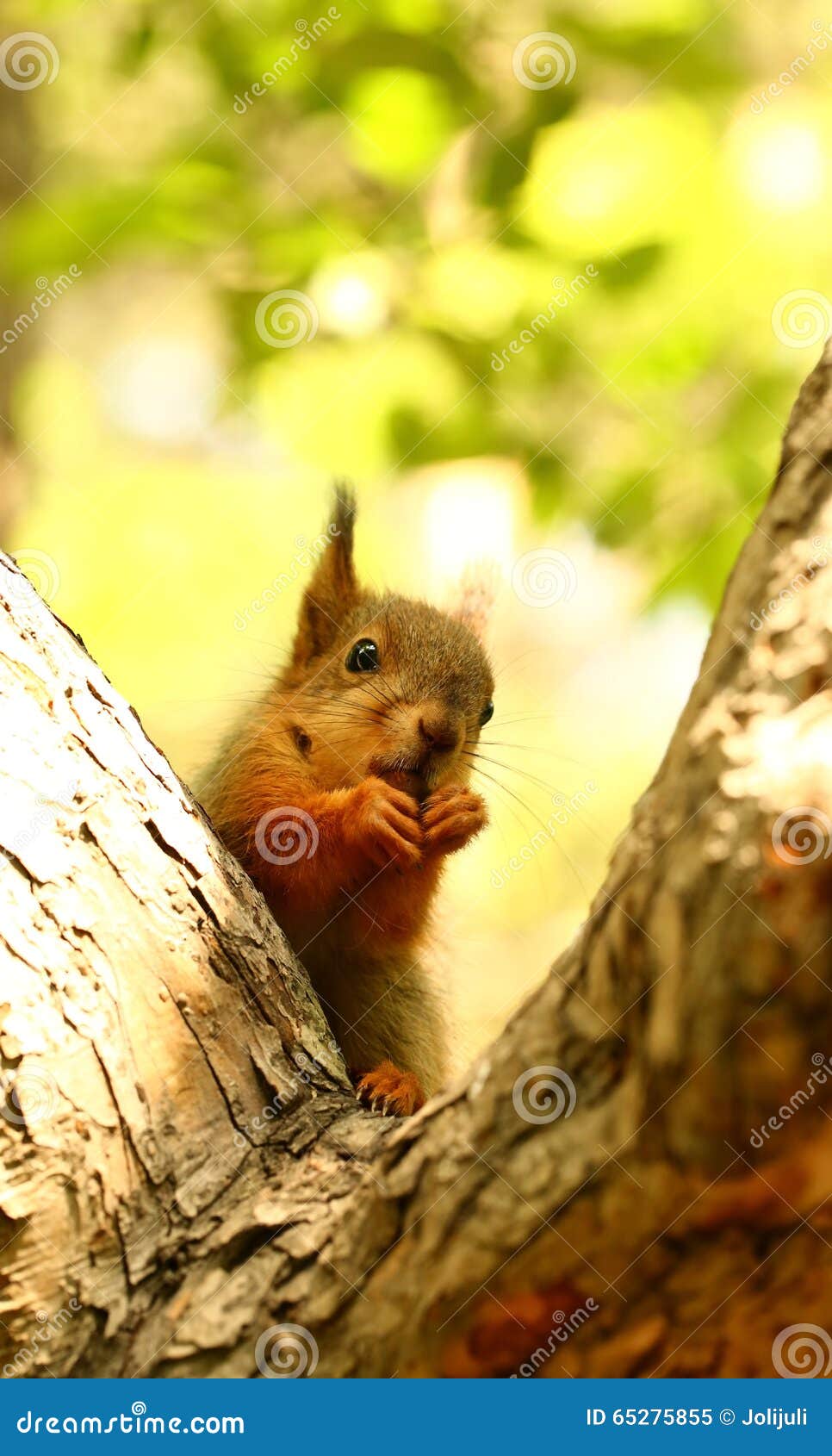 Baby squirrel on a tree stock image. Image of food, give 65275855
