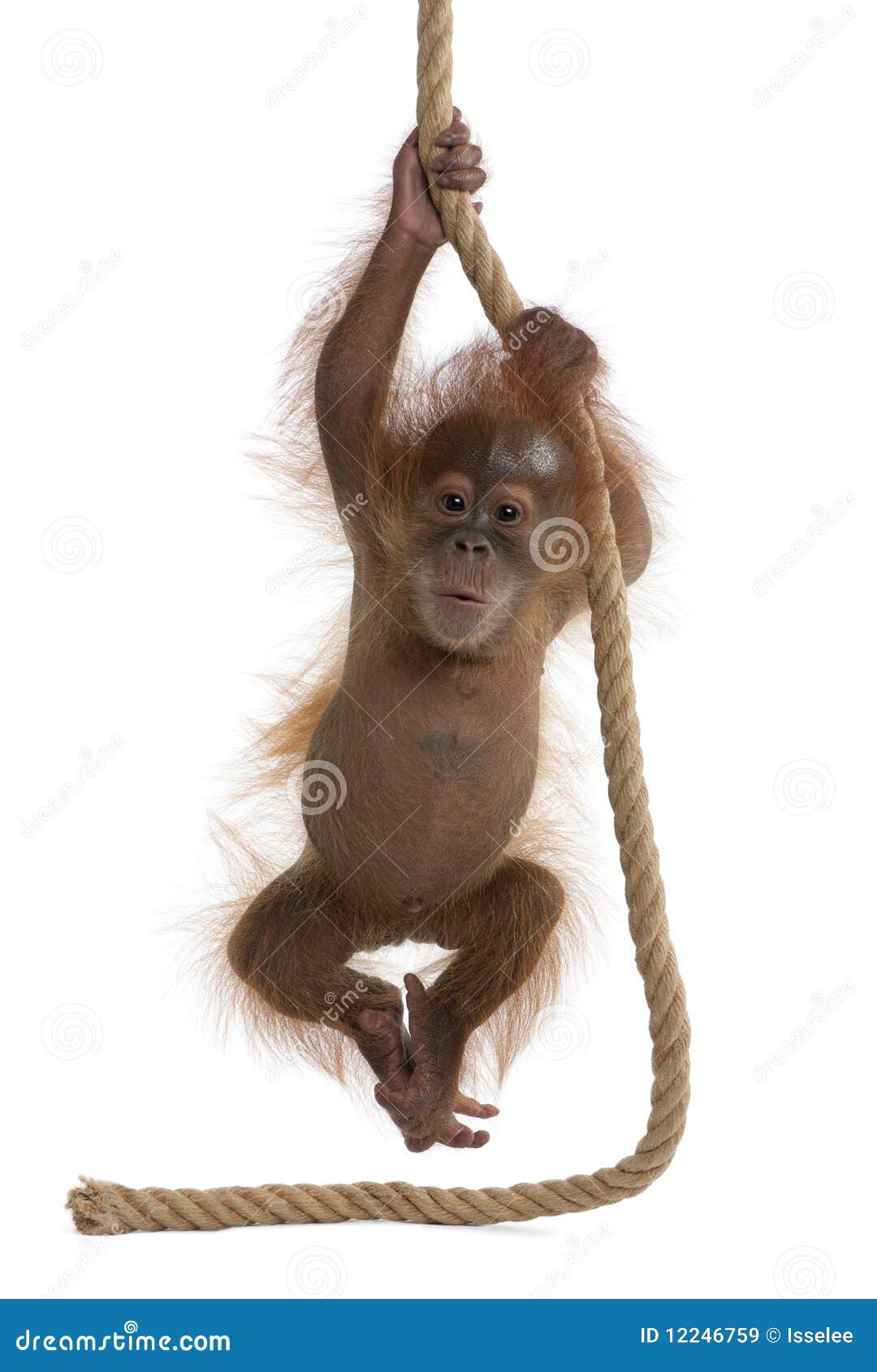 baby sumatran orangutan against white background