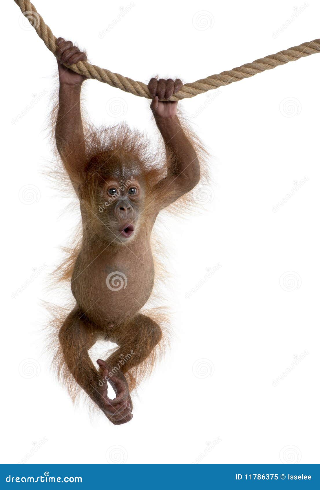 baby sumatran orangutan hanging on rope