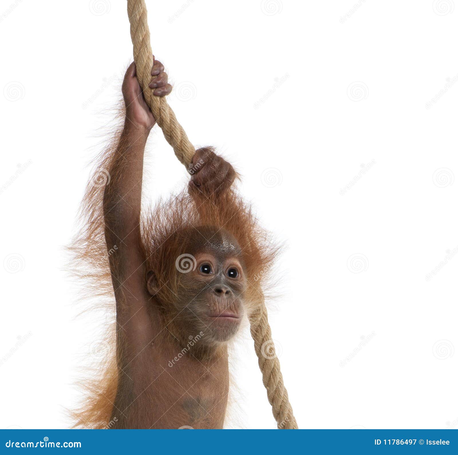 baby sumatran orangutan hanging on rope