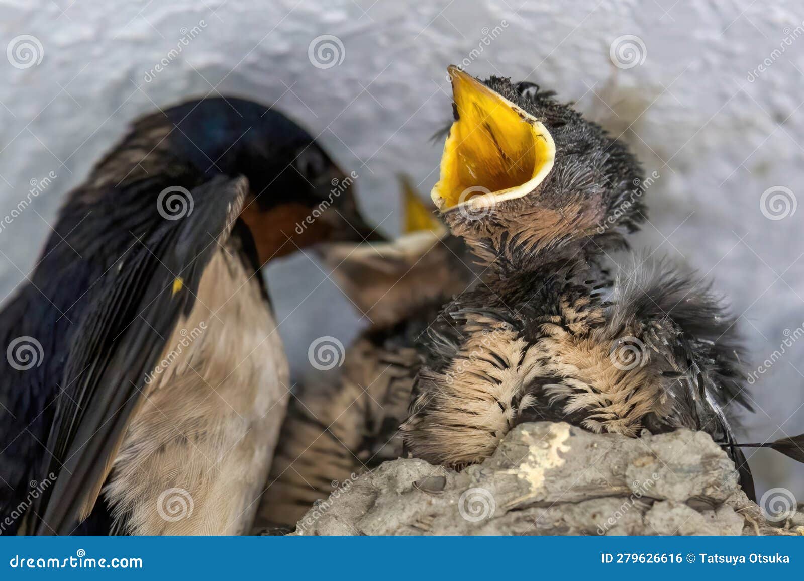 Baby swallow in its nest stock photo. Image of parenting 279626616