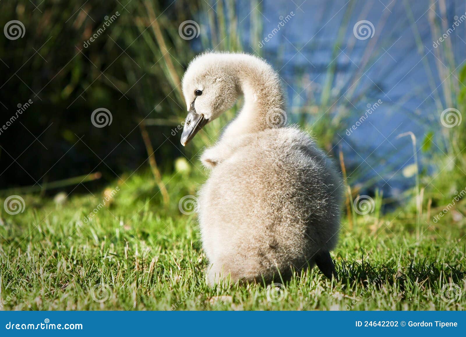 Baby swan sitting in grass stock photo. Image of animal 24642202