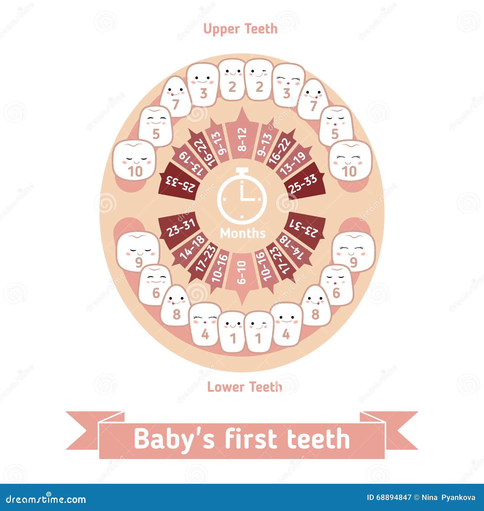 Baby Teething Chart