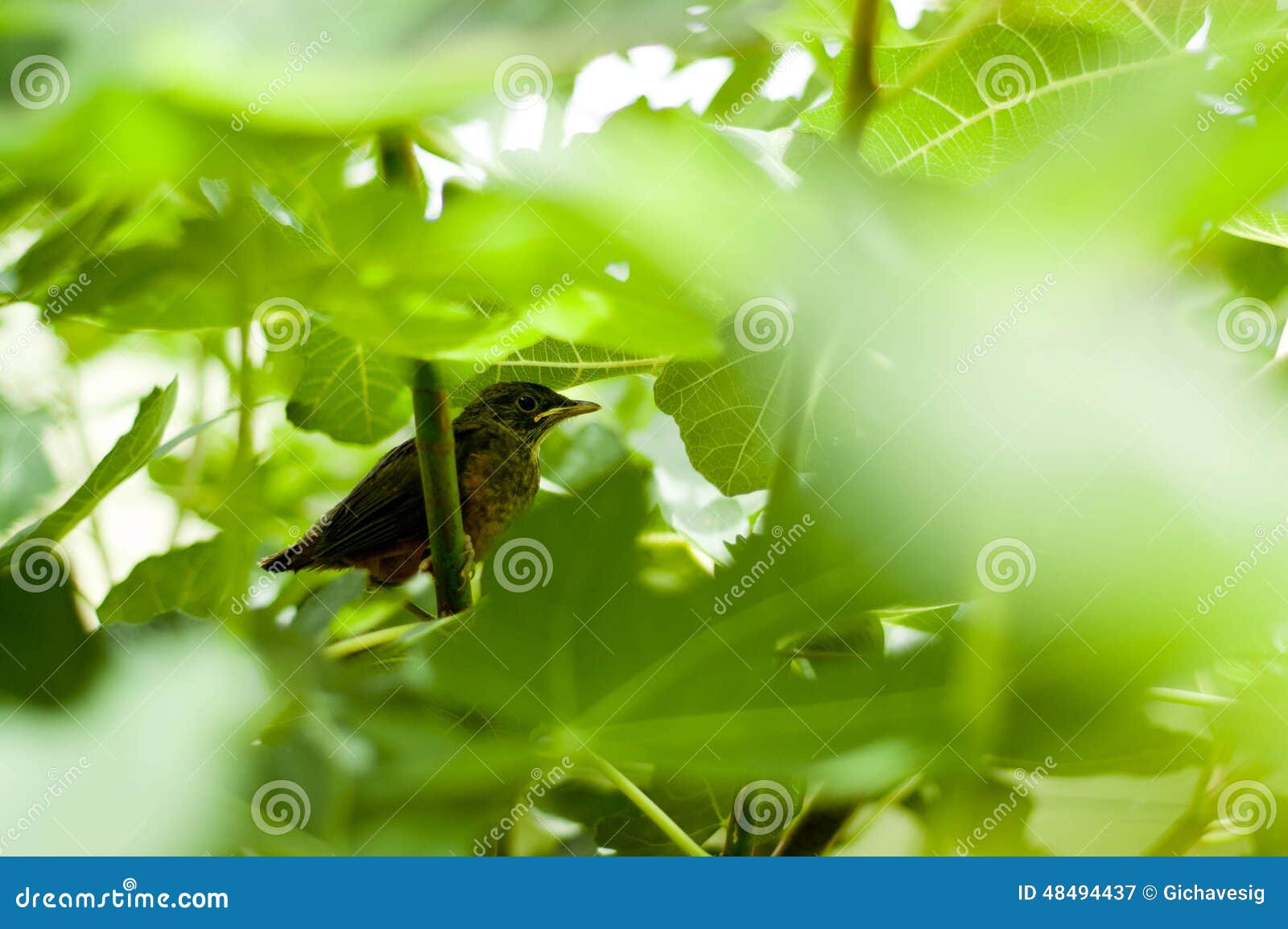 Baby thrush bird stock image. Image of flower, brazil - 48494437