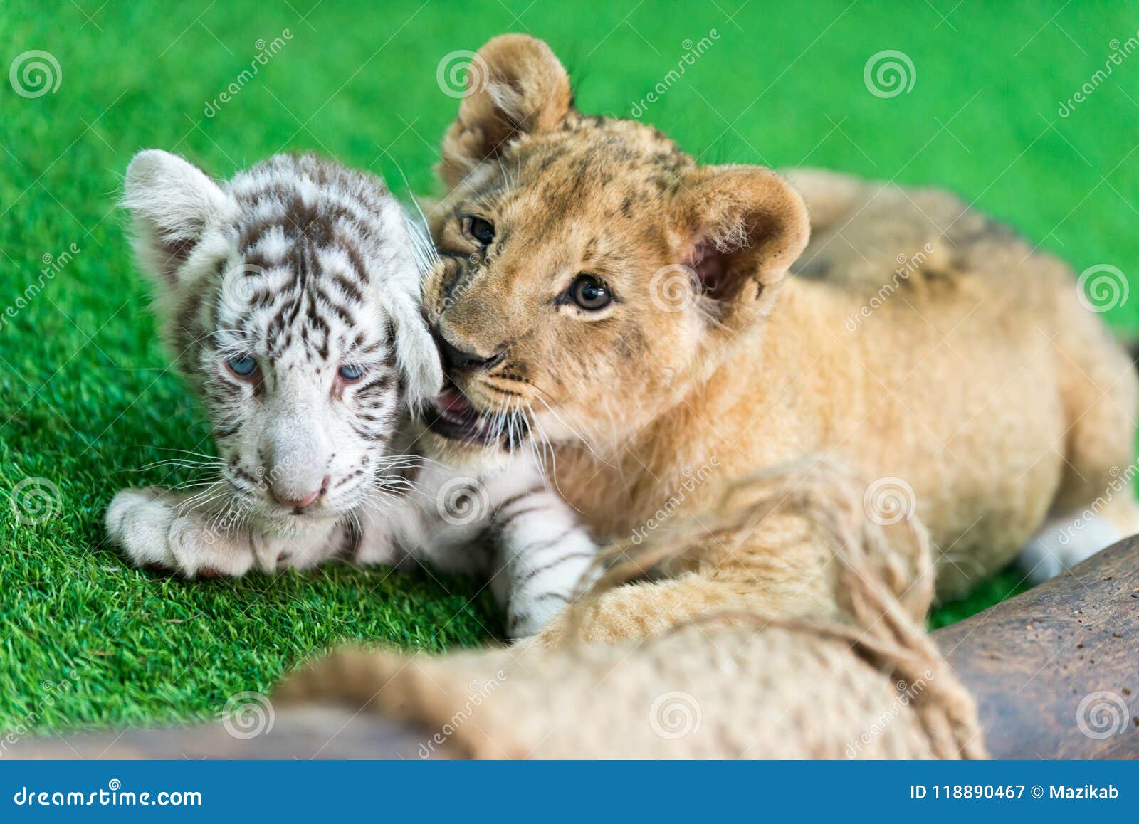 Baby Tiger And Baby Lion Stock Image Image Of White Baby Tiger And Baby Lion Stock Image Image Of White