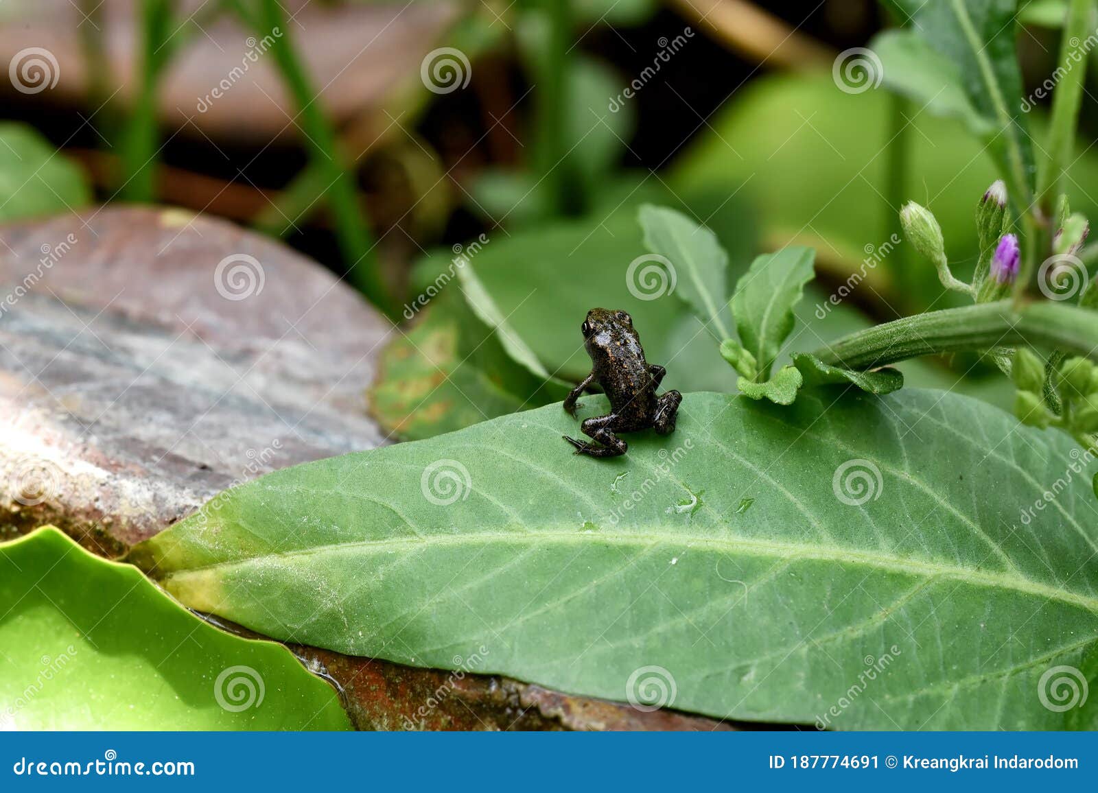 Baby Toad, Young Common Small Frog Sitting on Green Leaf Stock