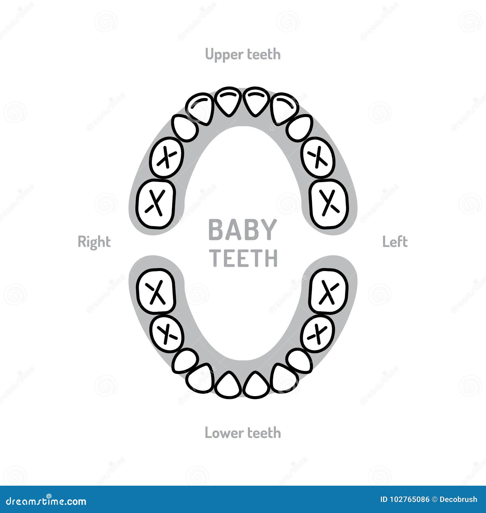 Baby Teeth Growth Chart