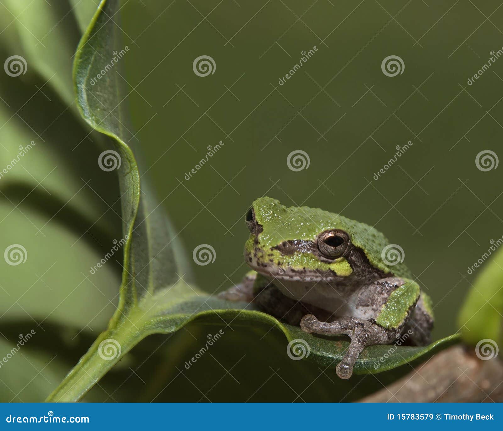 Baby Tree Frog stock image. Image of nature, balance - 15783579