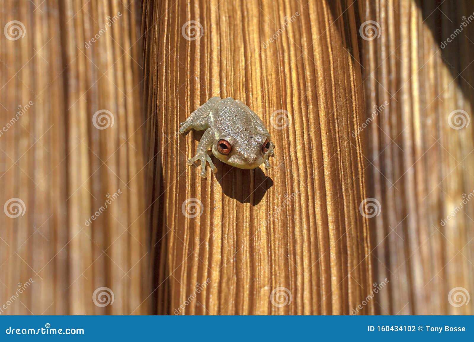Baby Tree Frog stock photo. Image of wild, young, wildlife - 160434102