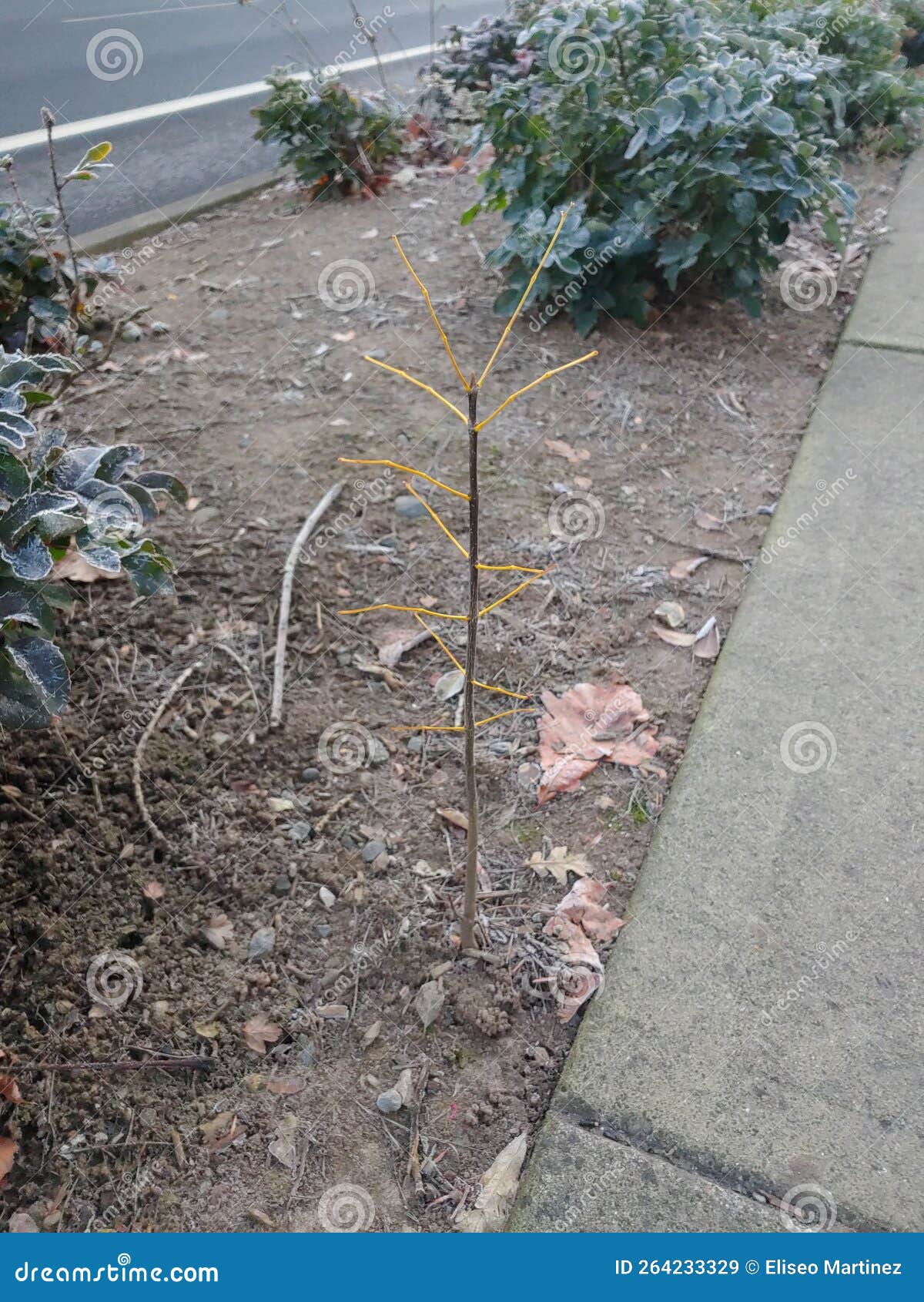baby tree sprout by sidwalk with yellow branches