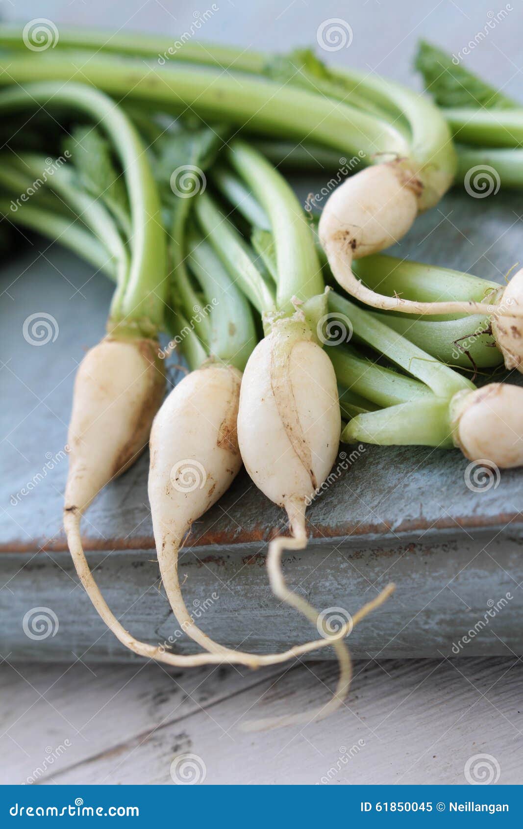 Baby turnips stock image. Image of seasonal, autumn, cooking 61850045
