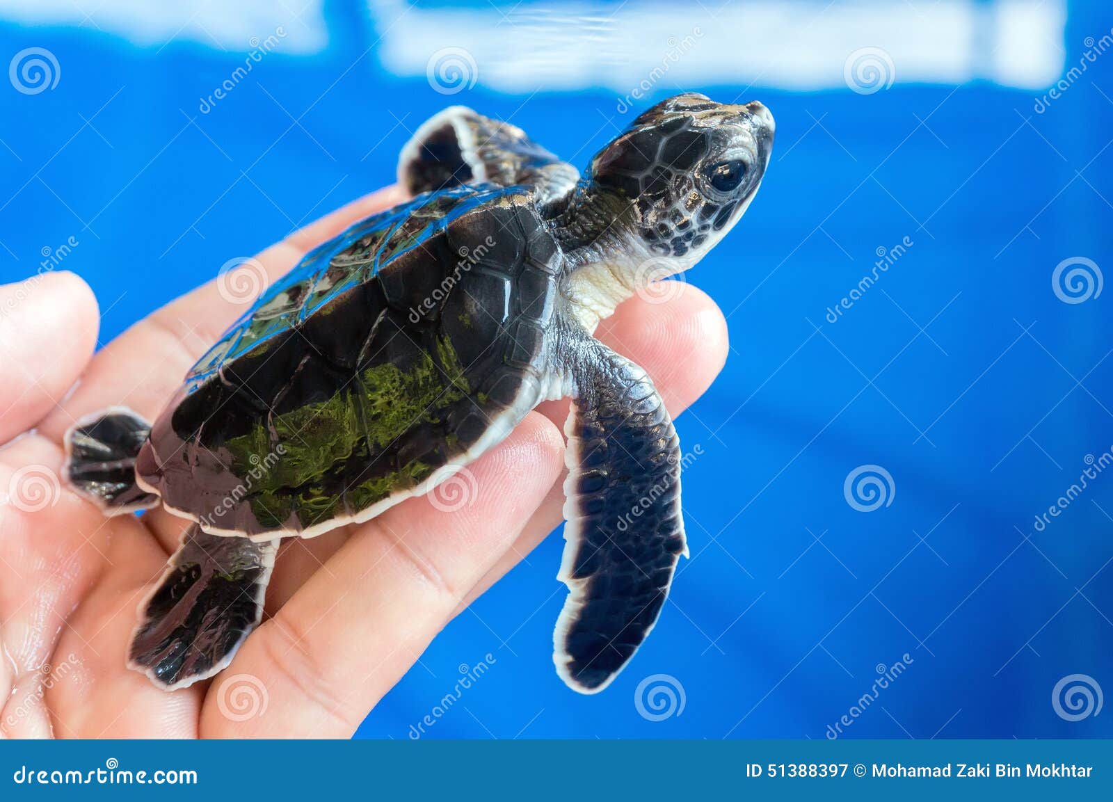 Baby turtle stock image. Image of animal, turtle, little 51388397