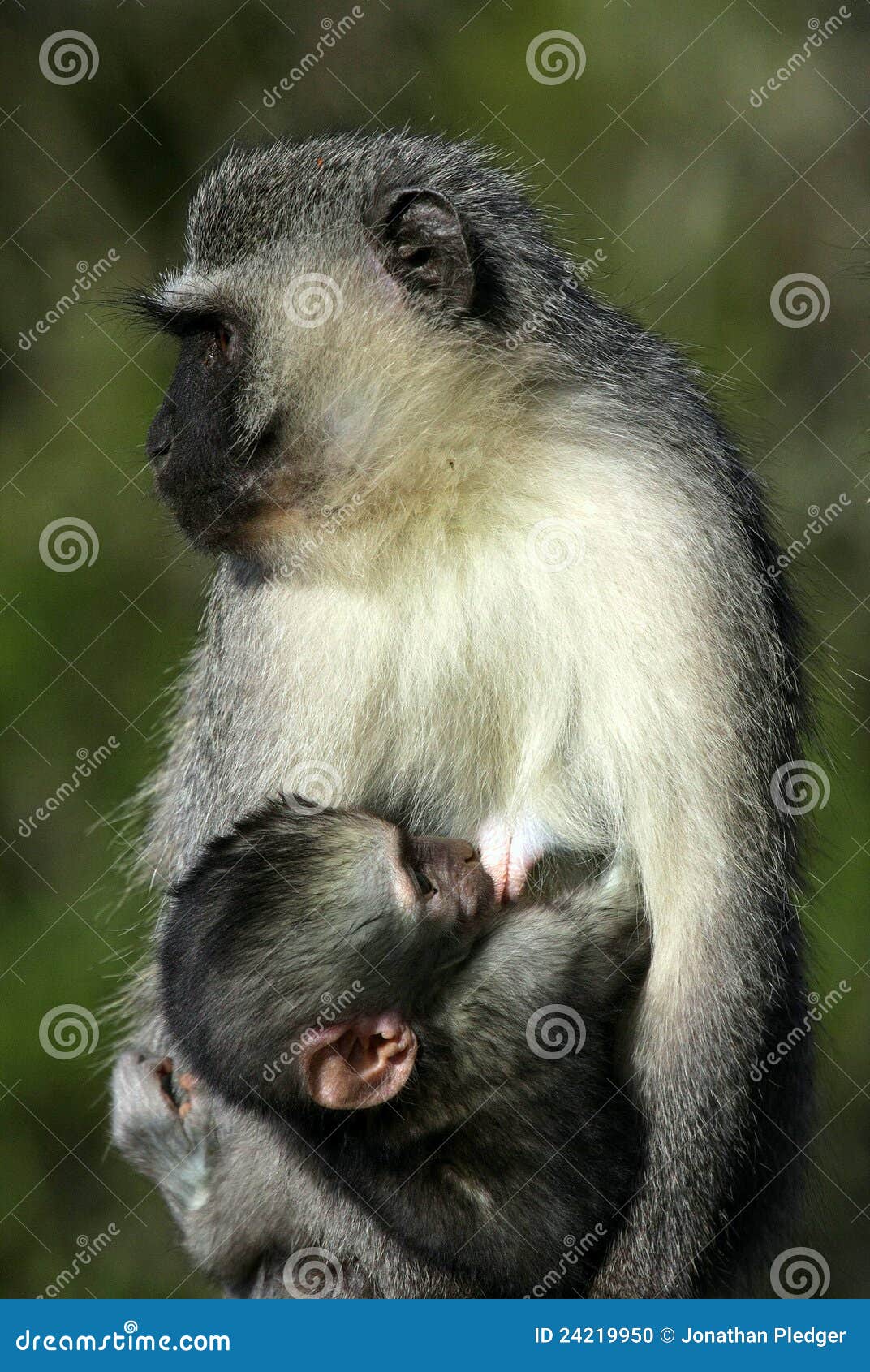 Vervet Monkeys - Born Free