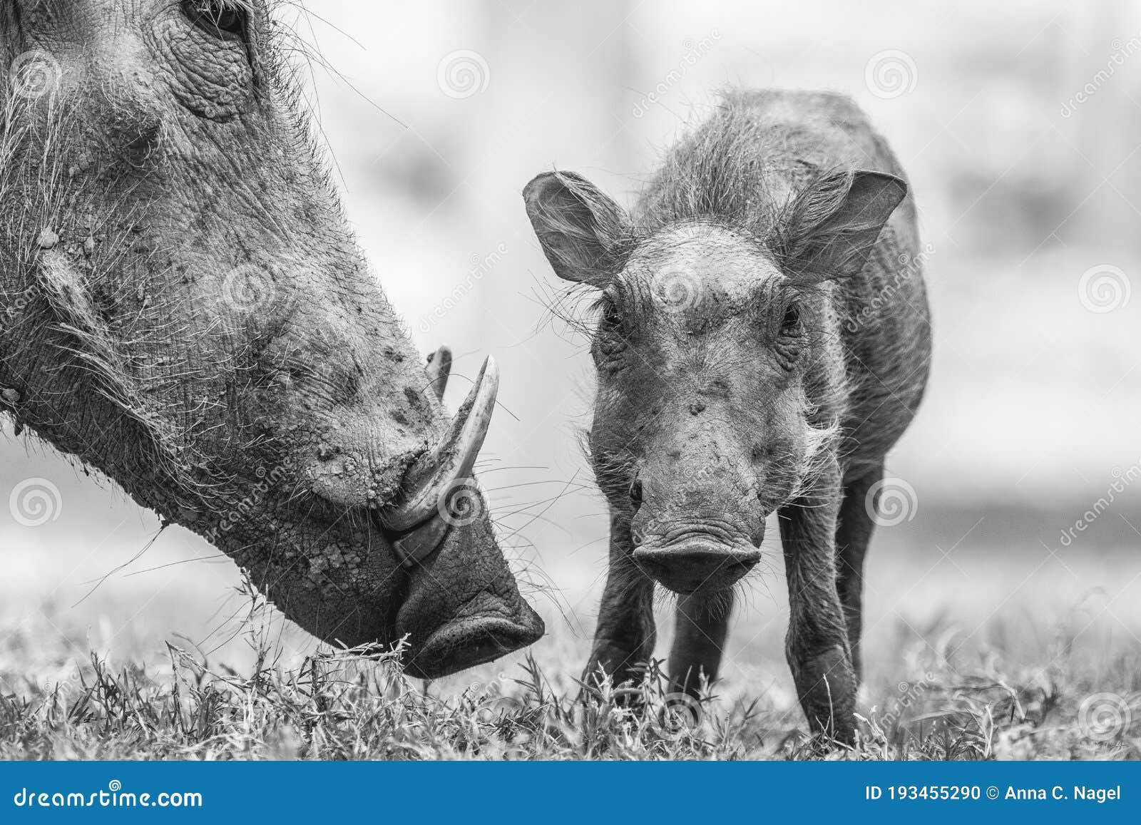 A Baby Warthog Standing Next To Its Mother Stock Photo Image Of Lion Africa