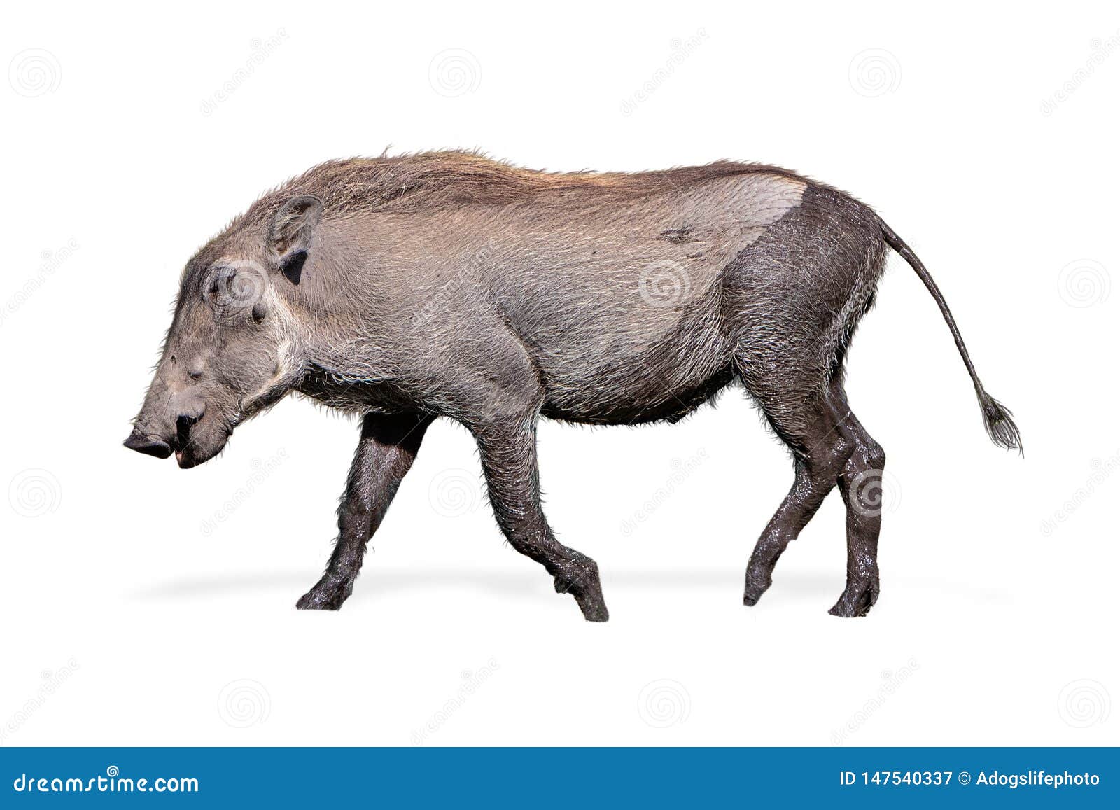 baby warthog walking side 