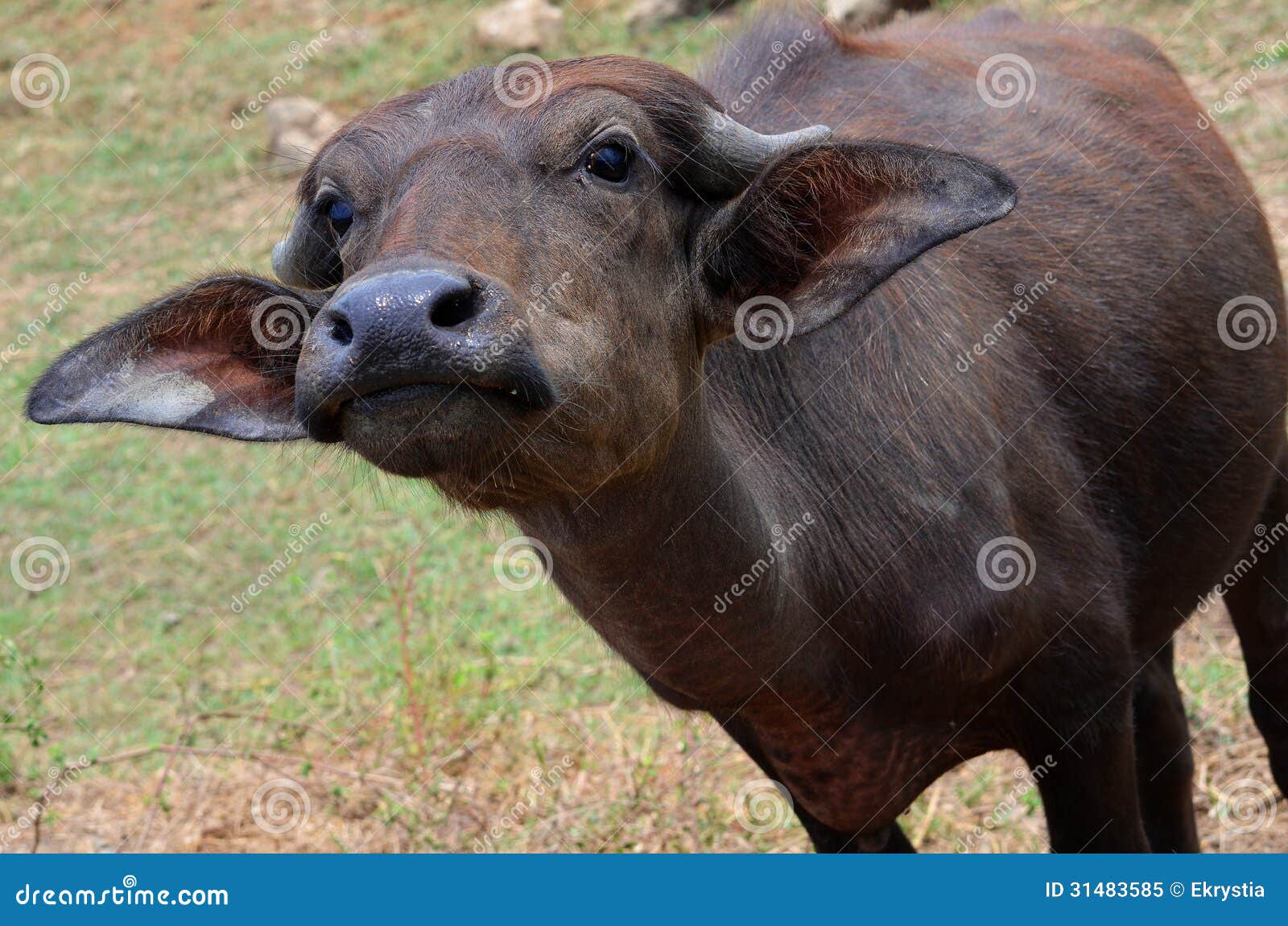 Baby Water Buffalo, Sri Lanka Stock Image Image of animals, nature