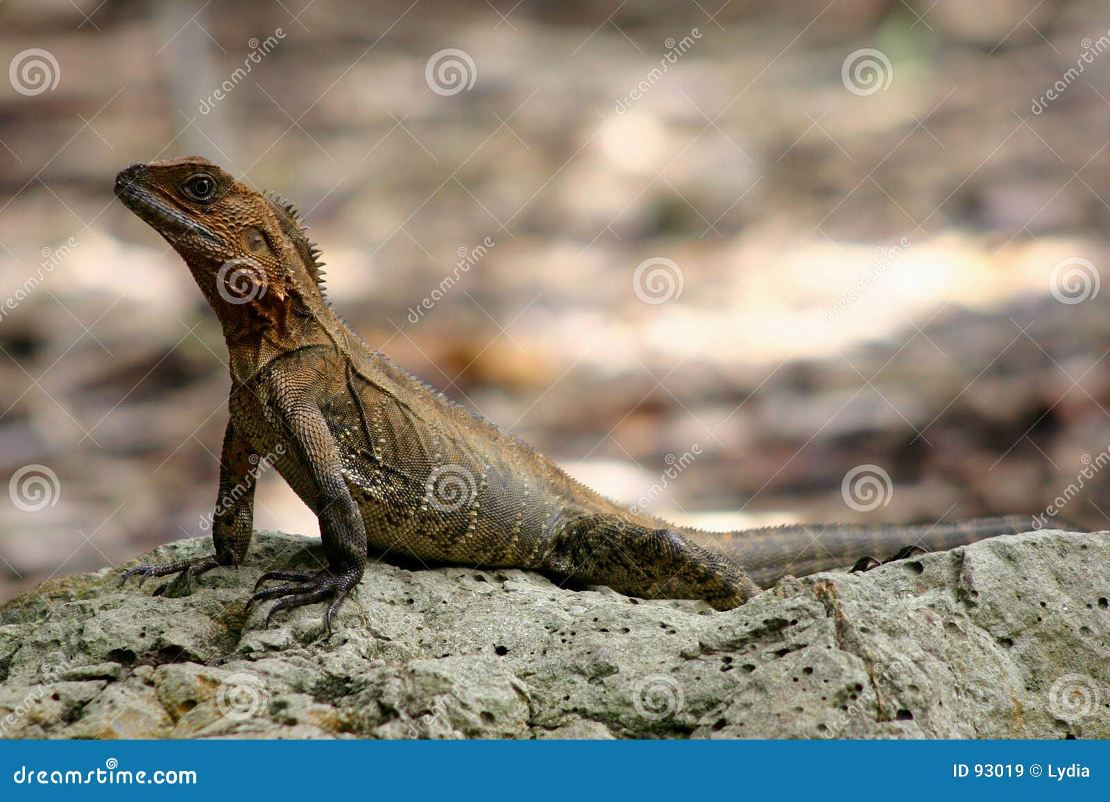 Baby Water Dragon stock image. Image of reptile, wildlife 93019