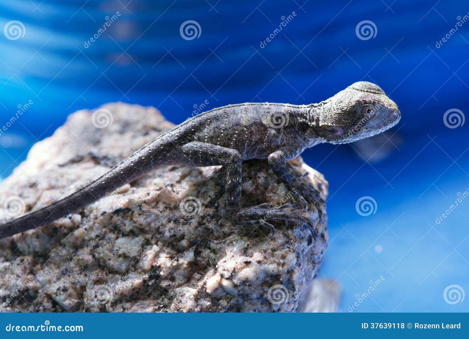 Baby Water Dragon stock photo. Image of wildlife, dragon 37639118