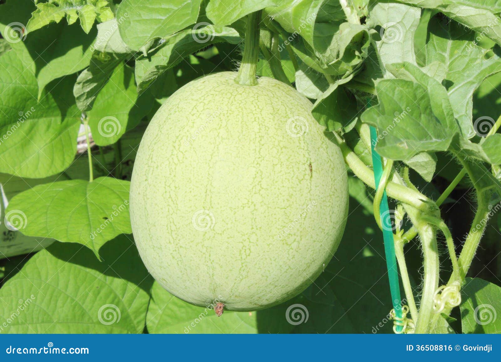 Baby watermelon fruit stock photo. Image of cuisine, vitamin 36508816