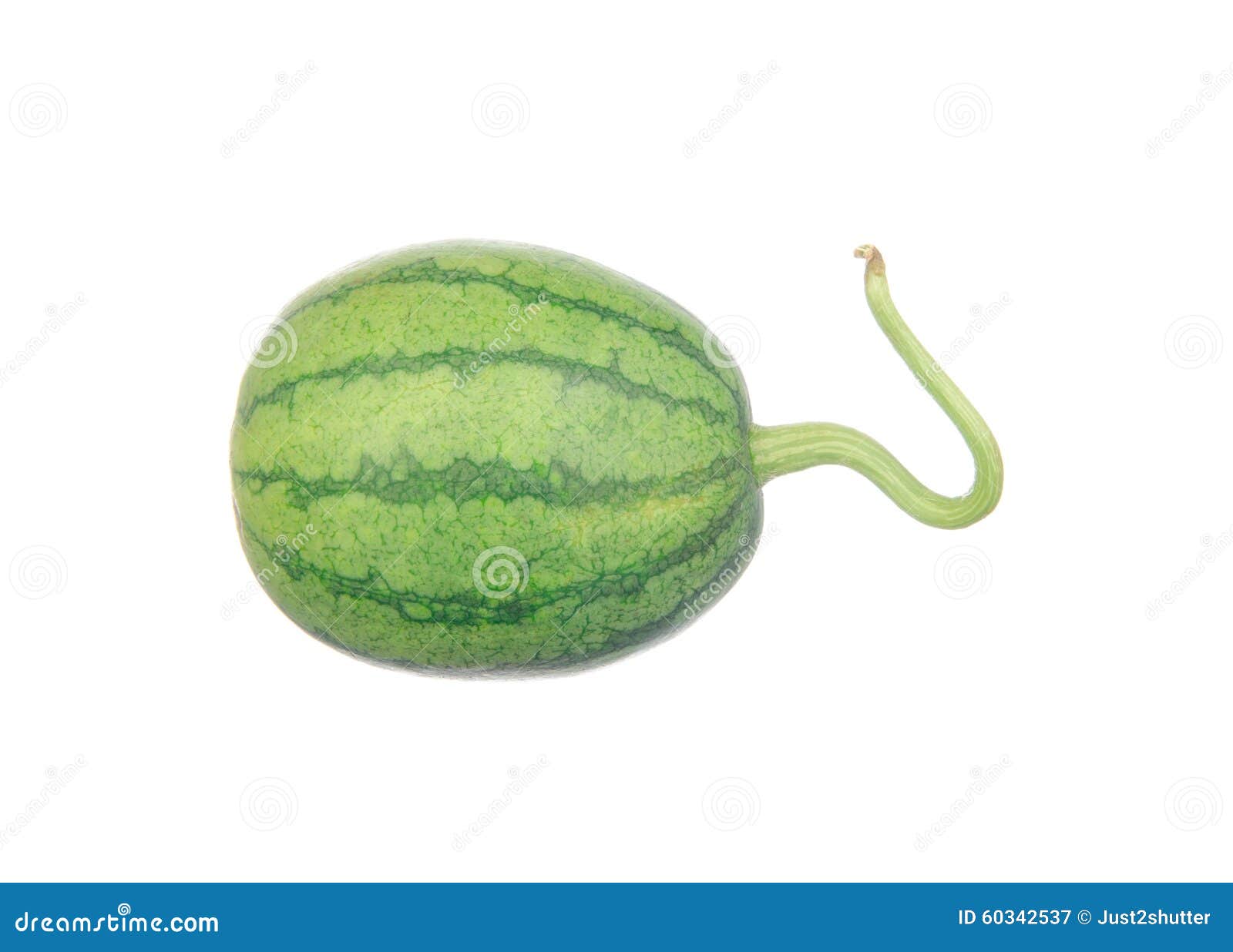 Baby Watermelon Isolated on White Stock Image Image of isolated