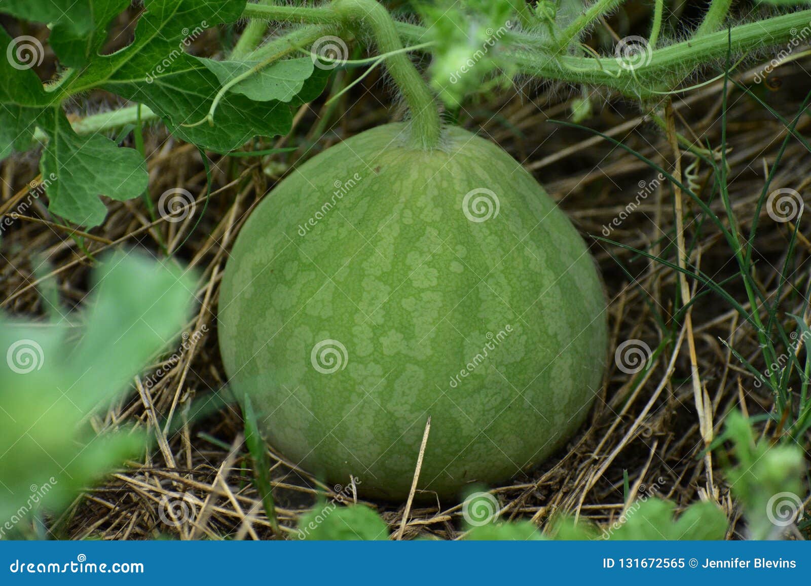 Baby Watermelon on a Vine Close Up Stock Image Image of agriculture