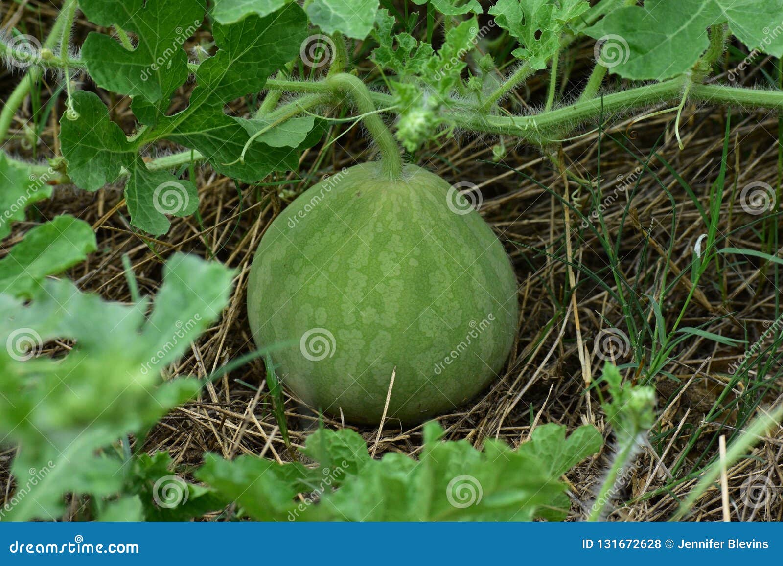 Baby Watermelon on a Vine Close Up Stock Photo Image of fruit