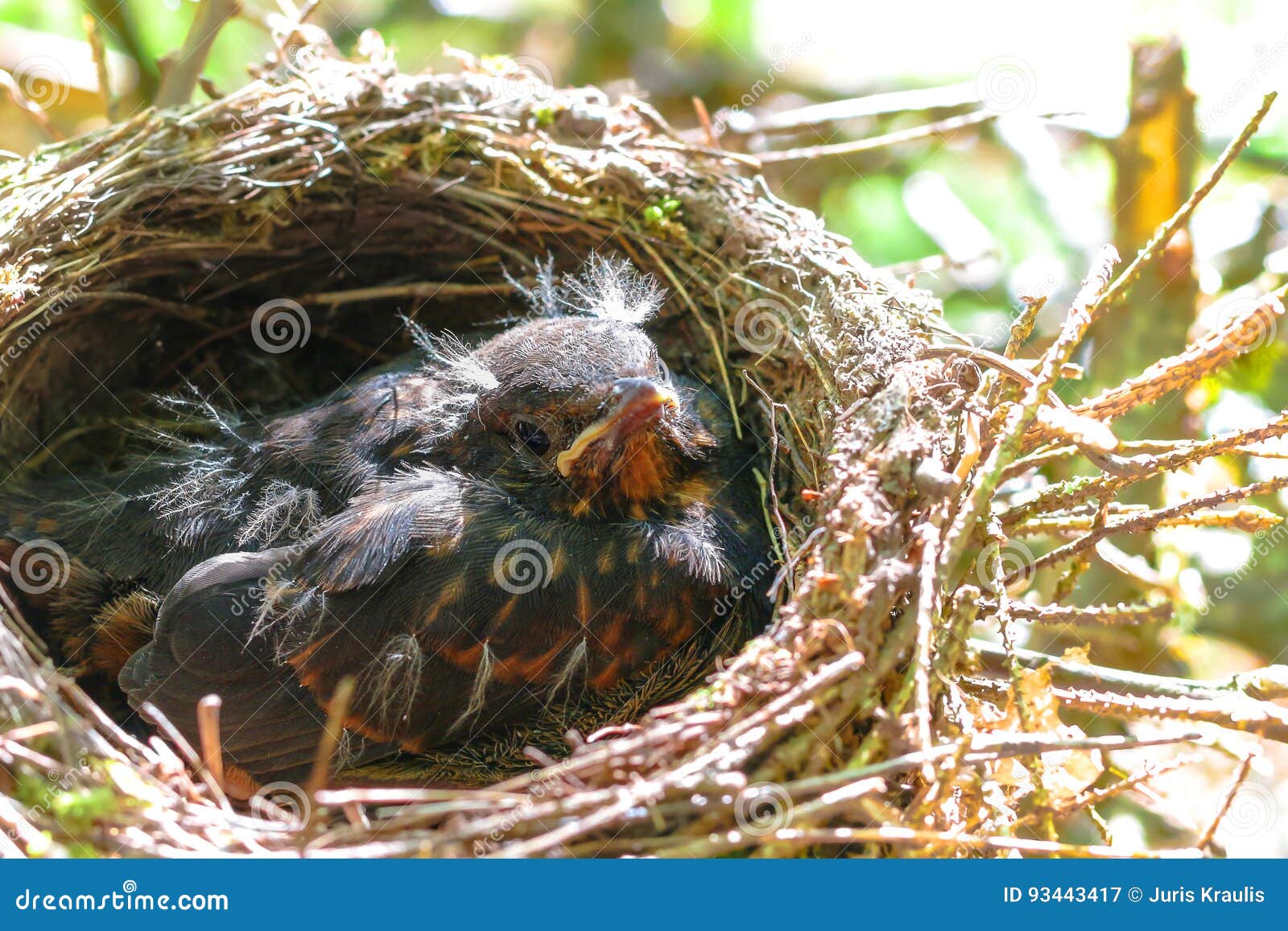 Evaluatie hardware aankomen Baby Weinig Merel in Een Nest Stock Afbeelding - Image of vrijheid, dier:  93443417