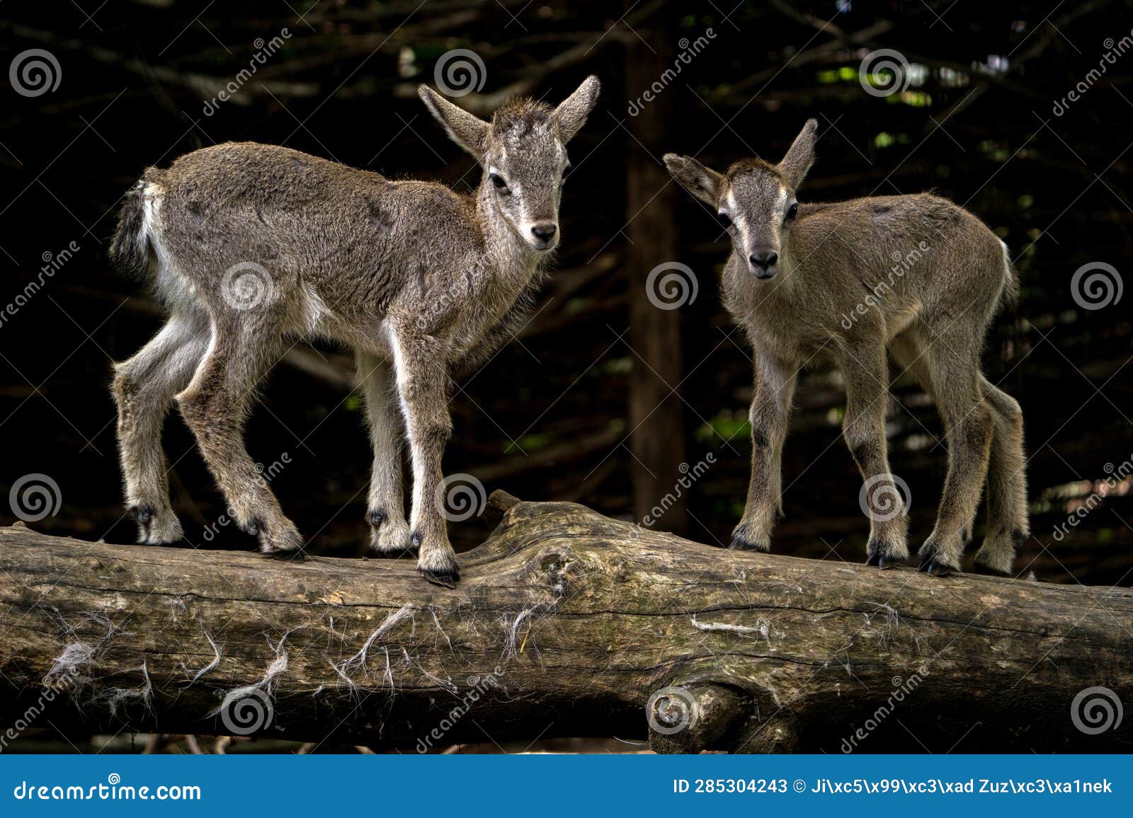 baby west caucasian turs