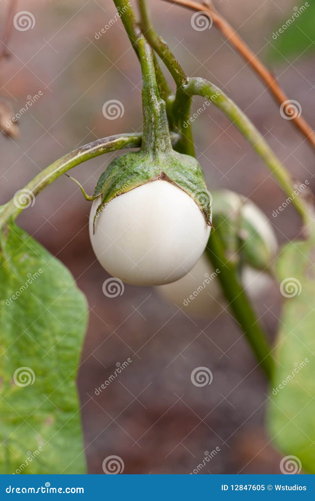 Baby White Eggplant stock image. Image of stem, baby - 12847605