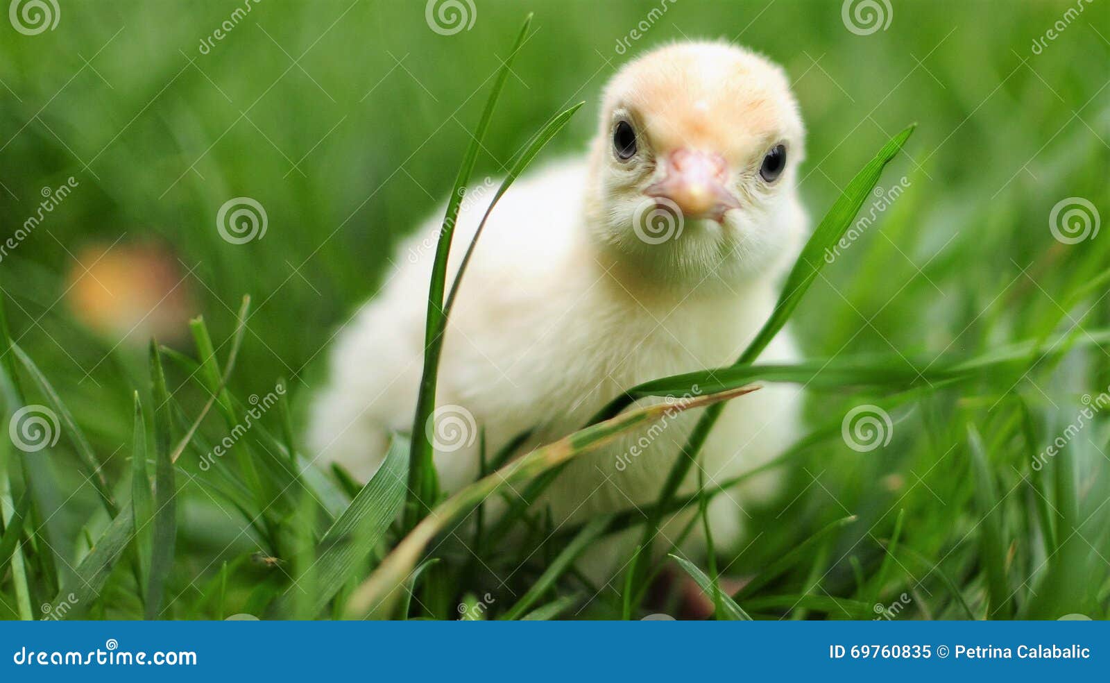 Baby White Turkey Stock Image Image Of Farming Cute Baby White Turkey Stock Image Image Of Farming Cute