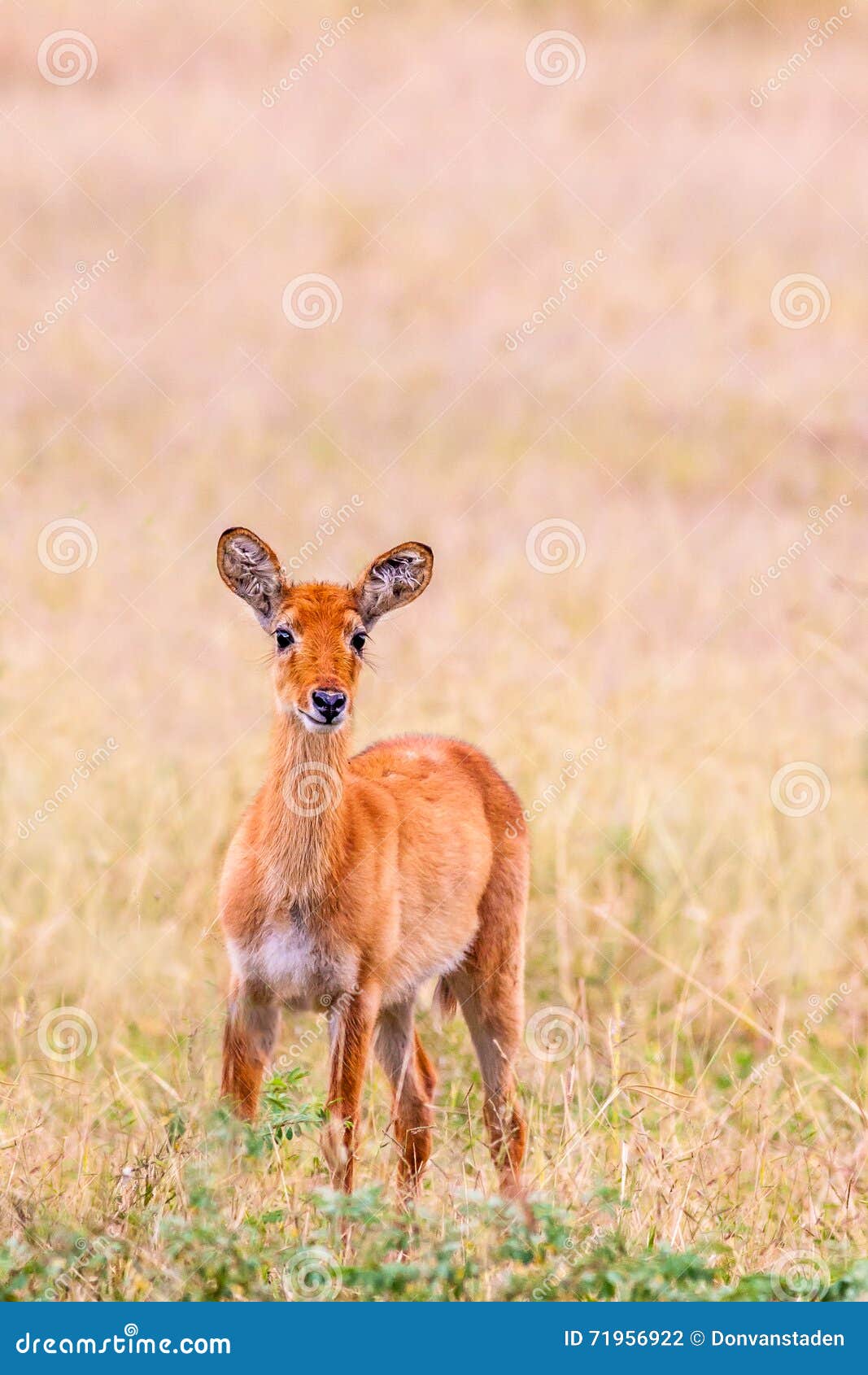Baby Wild Antelope stock photo. Image of national, park 71956922