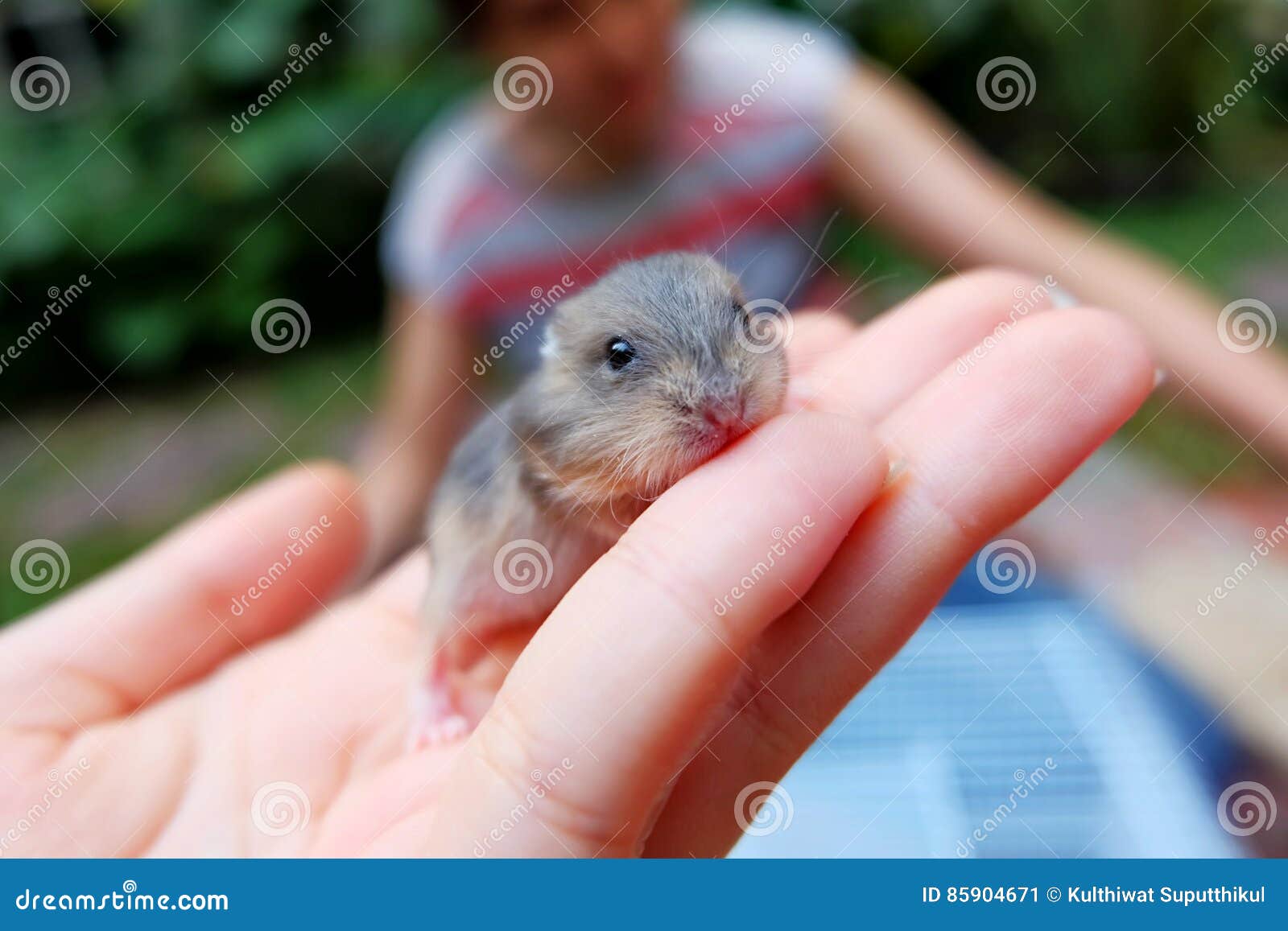 8 Winter White Hamster Photos Free Royalty Free Stock Photos From Dreamstime