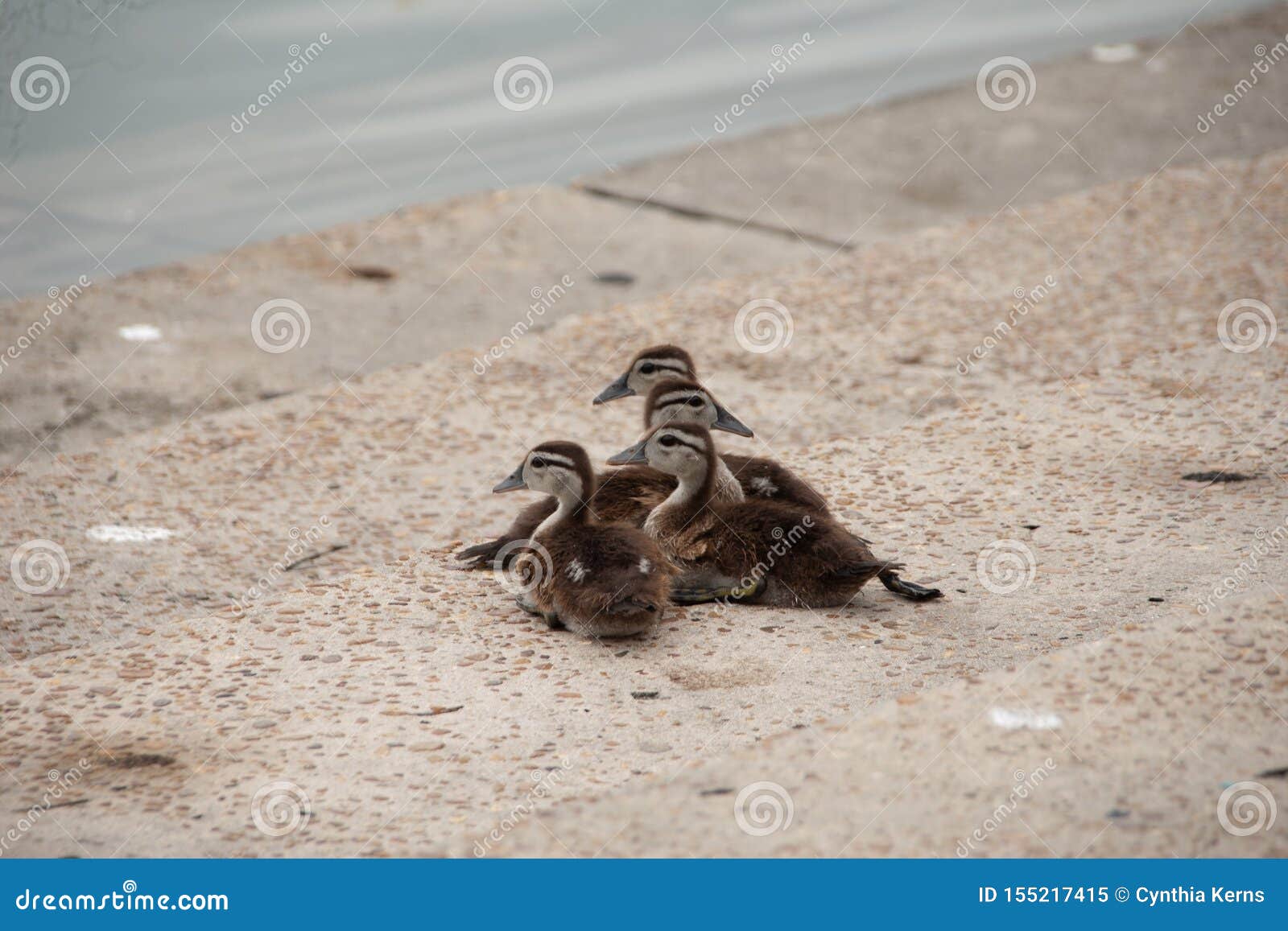Baby Wood Ducks Huddled Together Stock Image Image of lake, biology 155217415