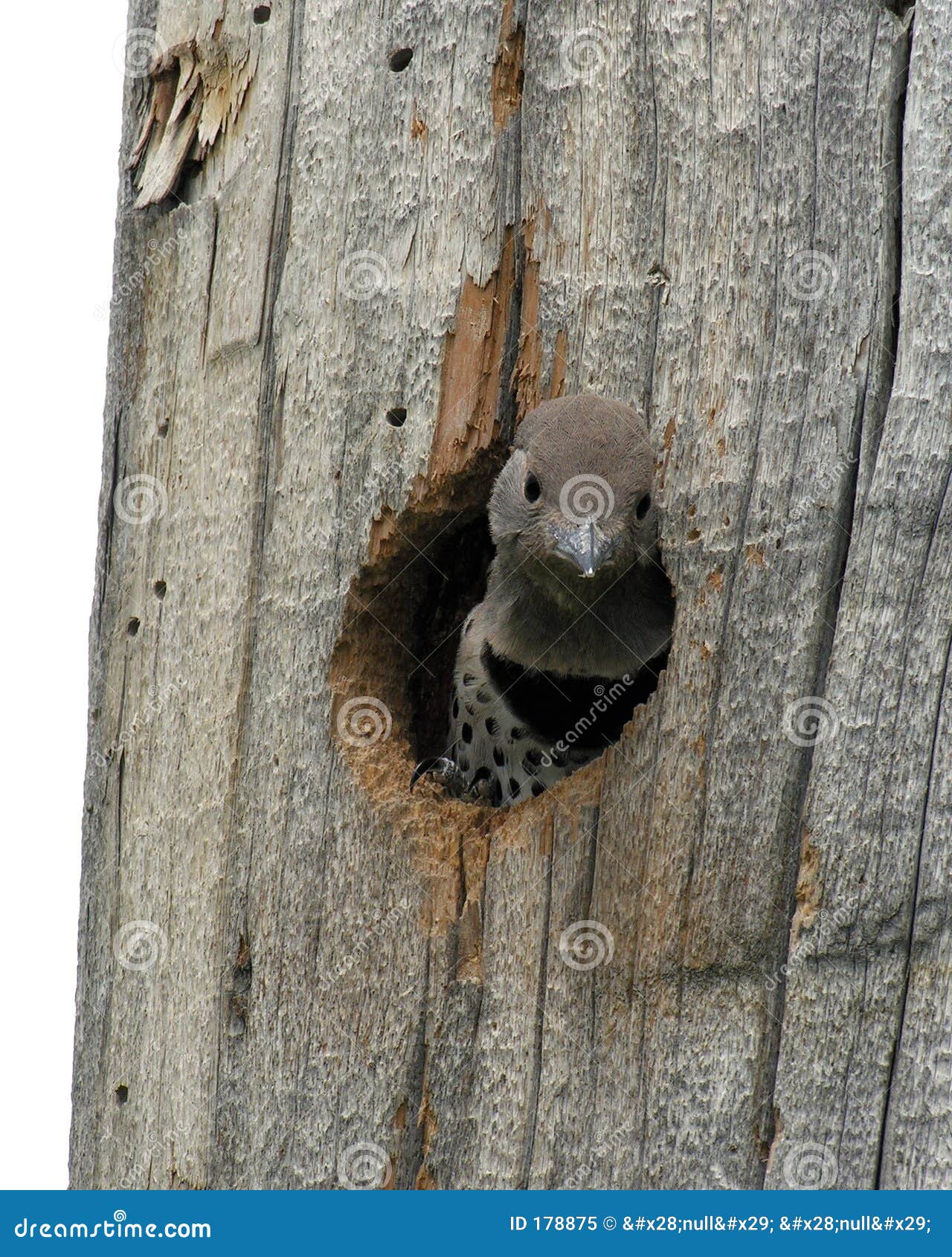 baby woodpecker