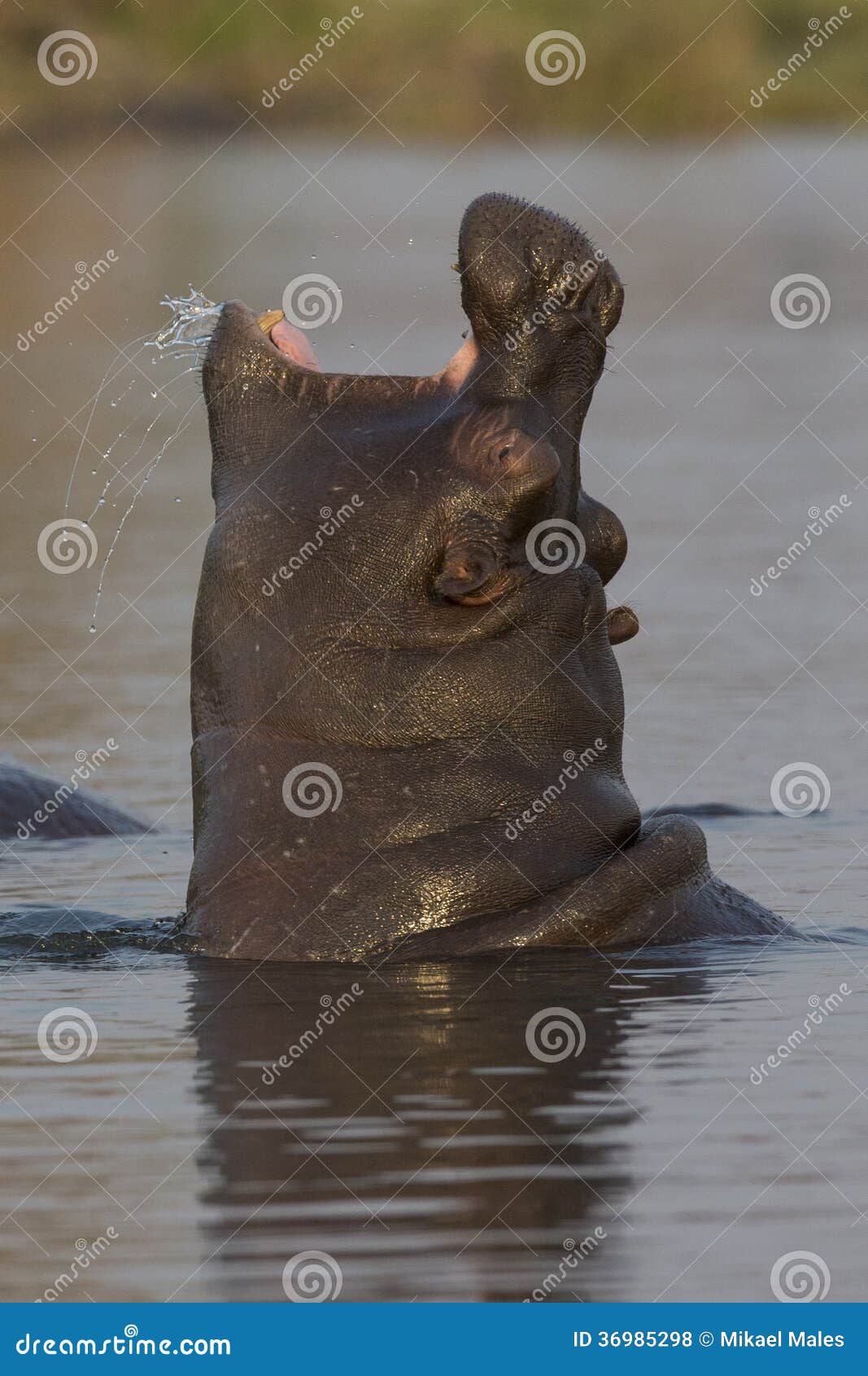 Baby yawn stock photo. Image of males, hippopotamidae 36985298