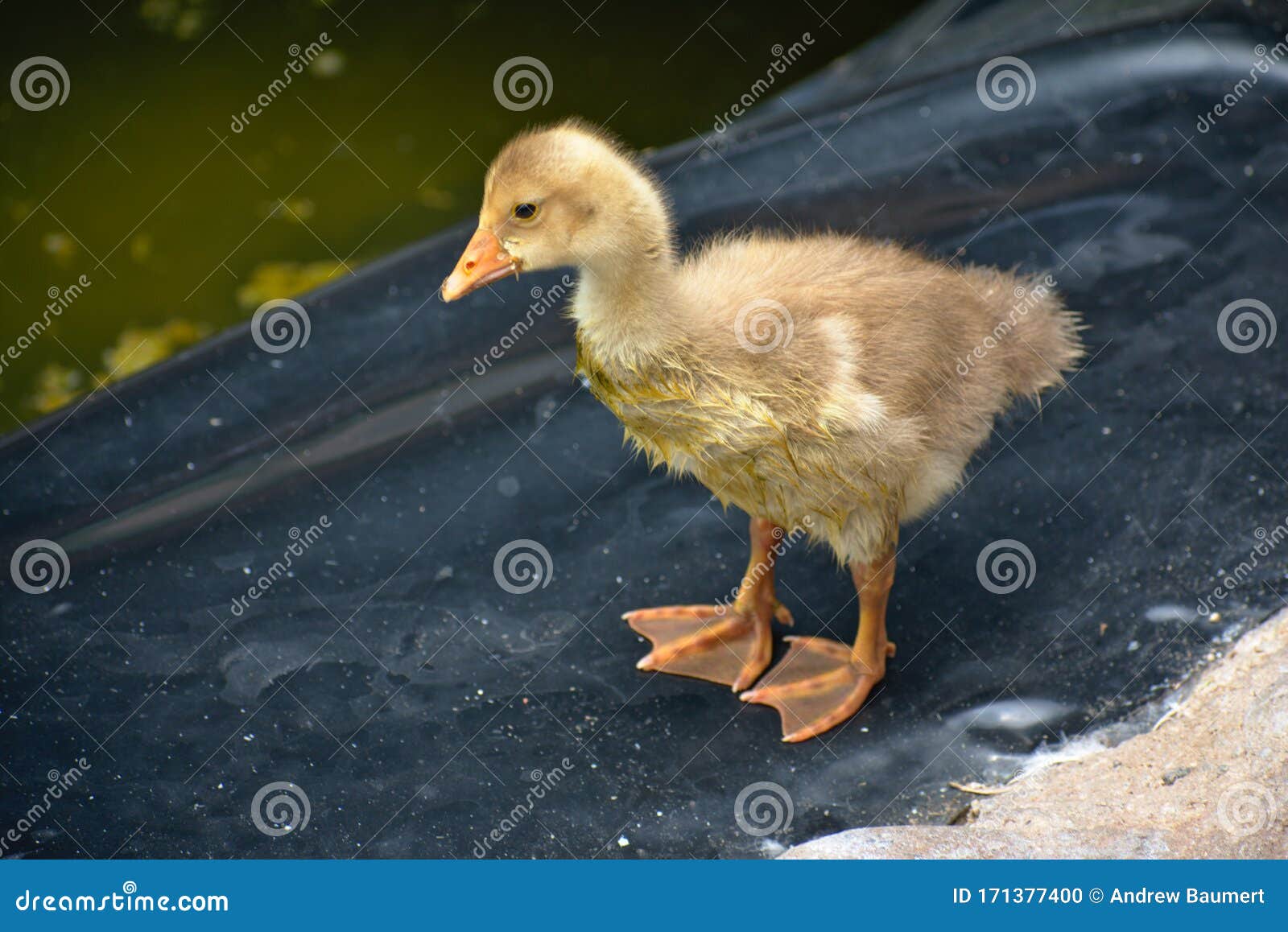 baby yellow goose chick standing near a pond in barranco miraflores lima peru