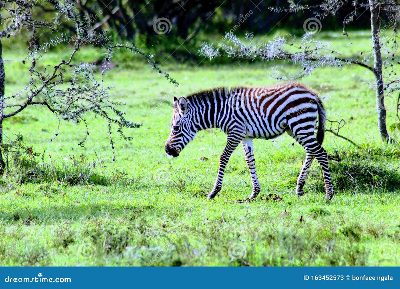 Baby Zebra Best Caption Ever Stock Image Image of caption, baby