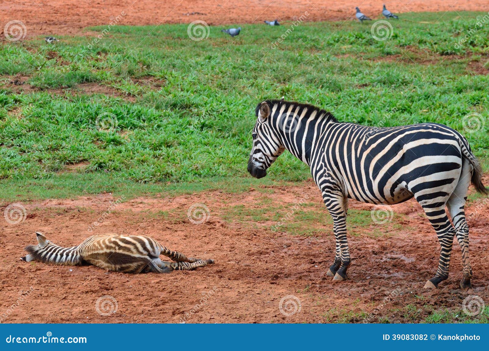 Baby zebra with mother stock photo. Image of equus, mother 39083082