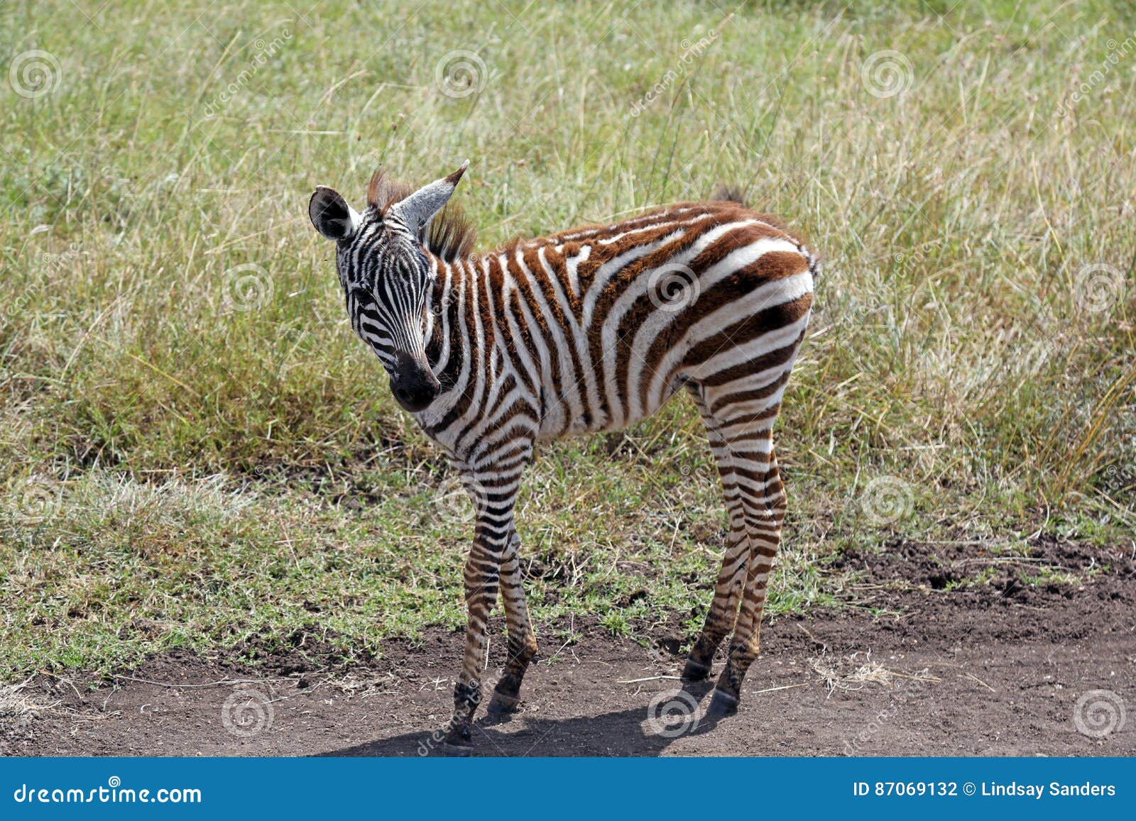 baby zebra baby zebra