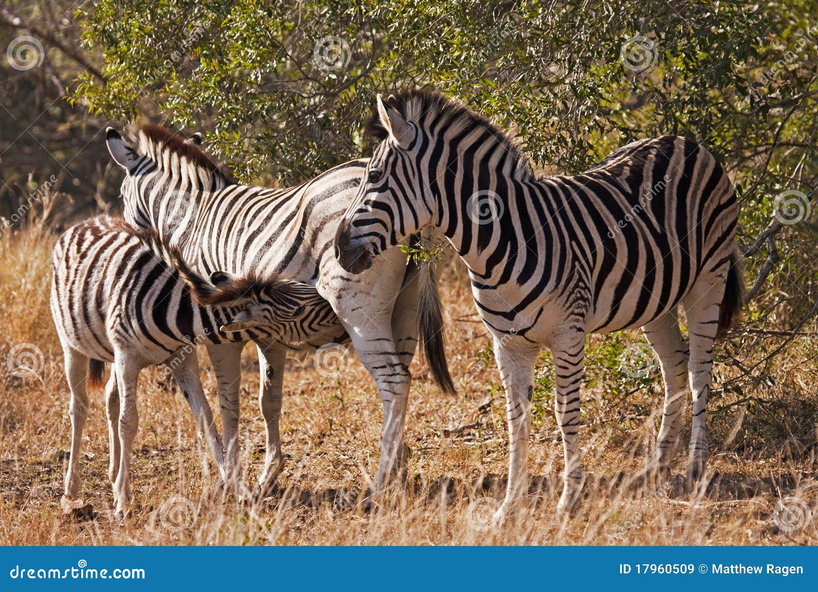baby zebra nursing