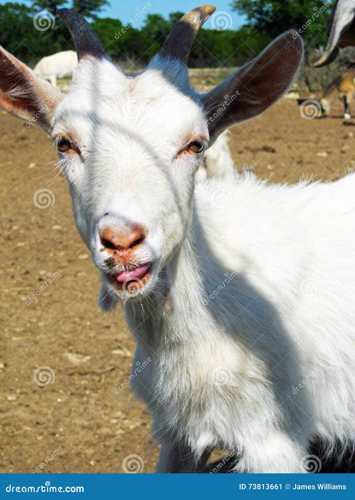 Baby Ziegen Zunge Stockbild Bild Von Ziegen Baby Zunge